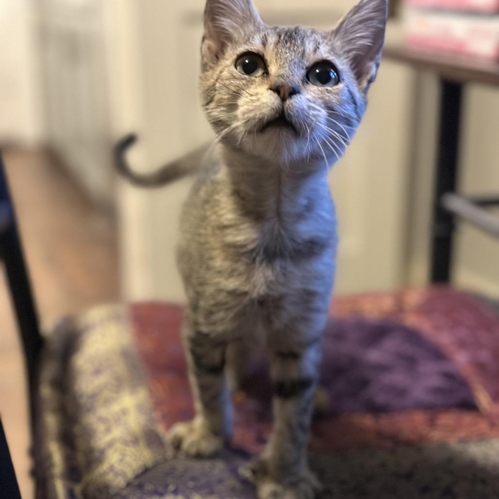 Enlarge Rayne, a Adoptable Domestic Short Hair in Houston, TX image 6/6