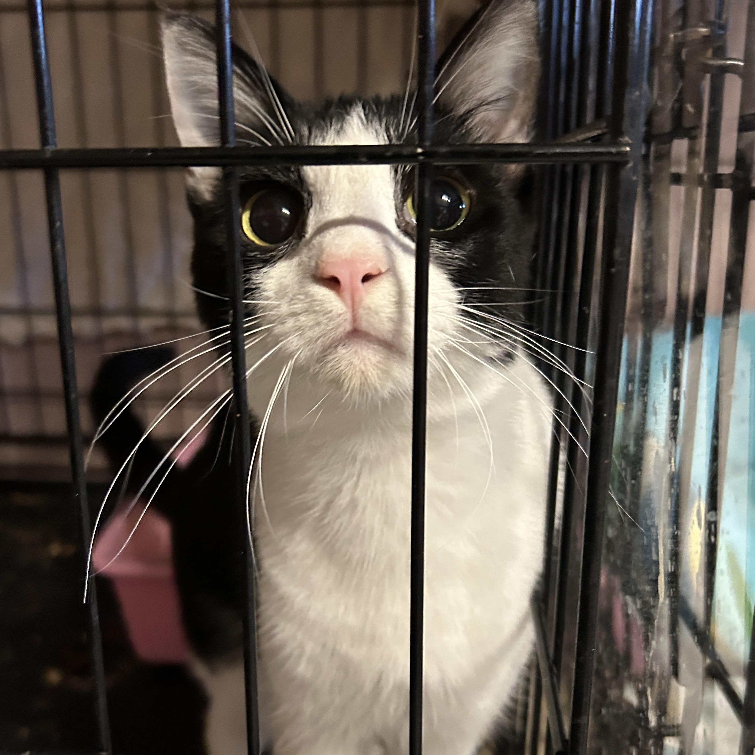 Enlarge Kris Kringle, a Adoptable Tuxedo in Marble Falls, TX image 2/5