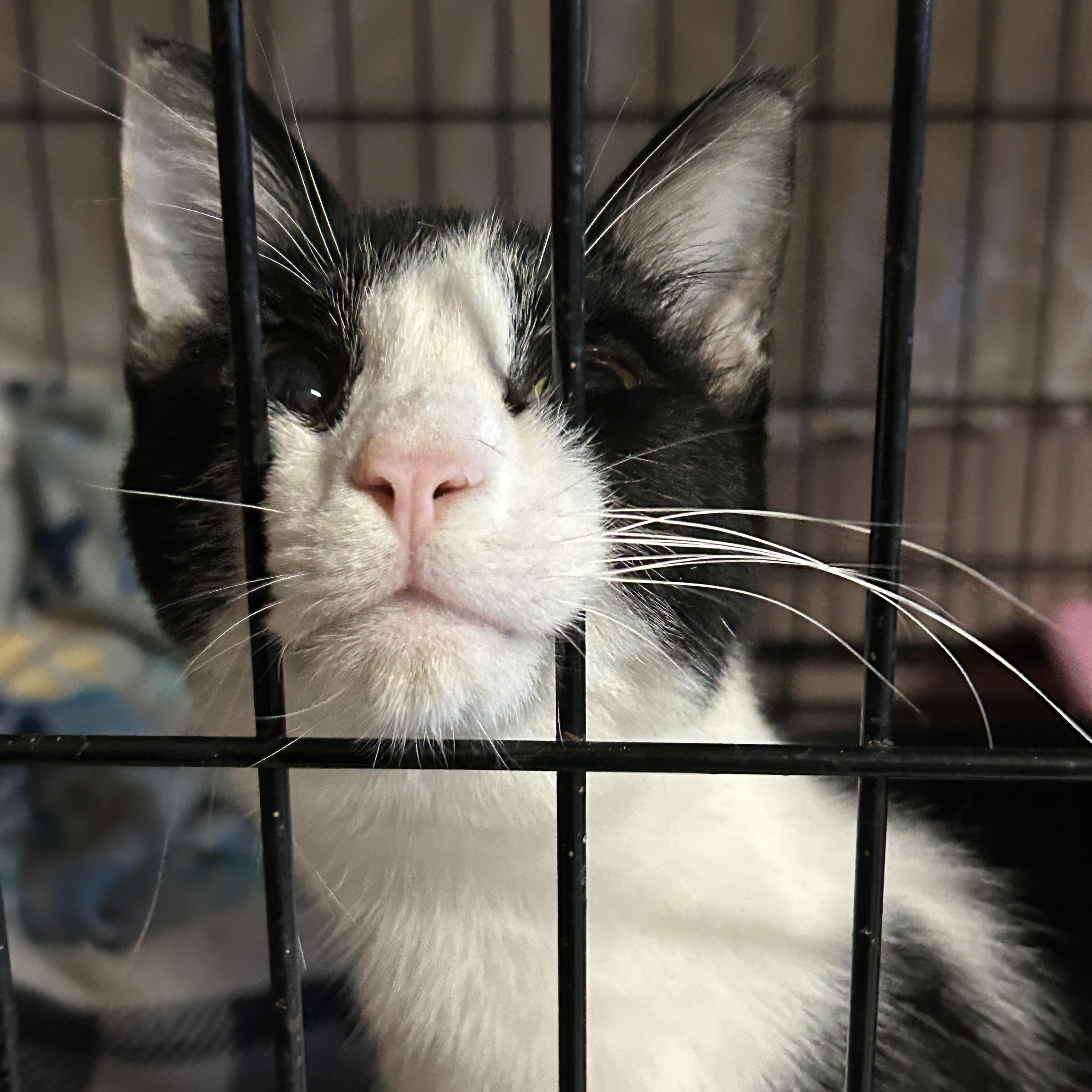 Enlarge Kris Kringle, a Adoptable Tuxedo in Marble Falls, TX image 3/5