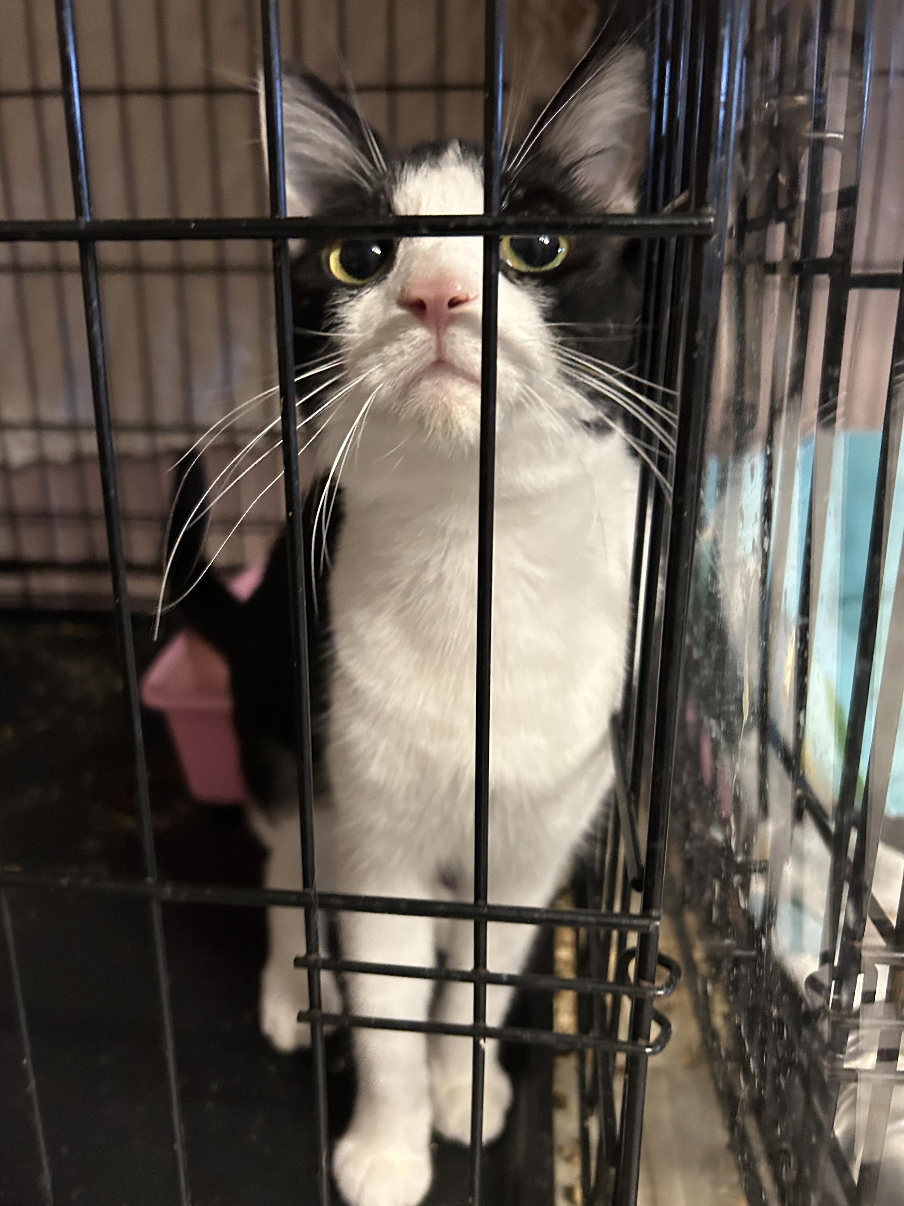 Enlarge Kris Kringle, a Adoptable Tuxedo in Marble Falls, TX image 4/5