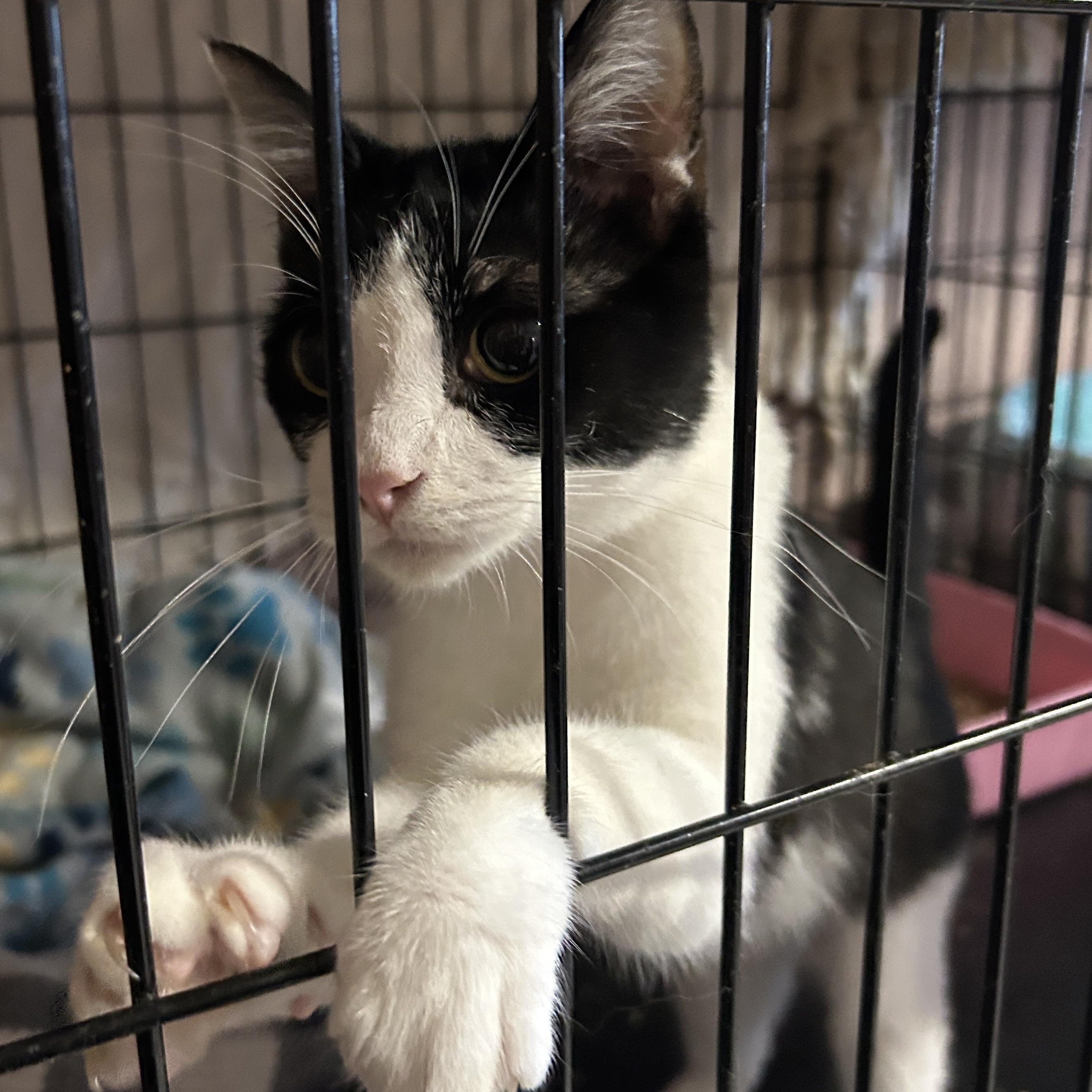 Enlarge Kris Kringle, a Adoptable Tuxedo in Marble Falls, TX image 5/5