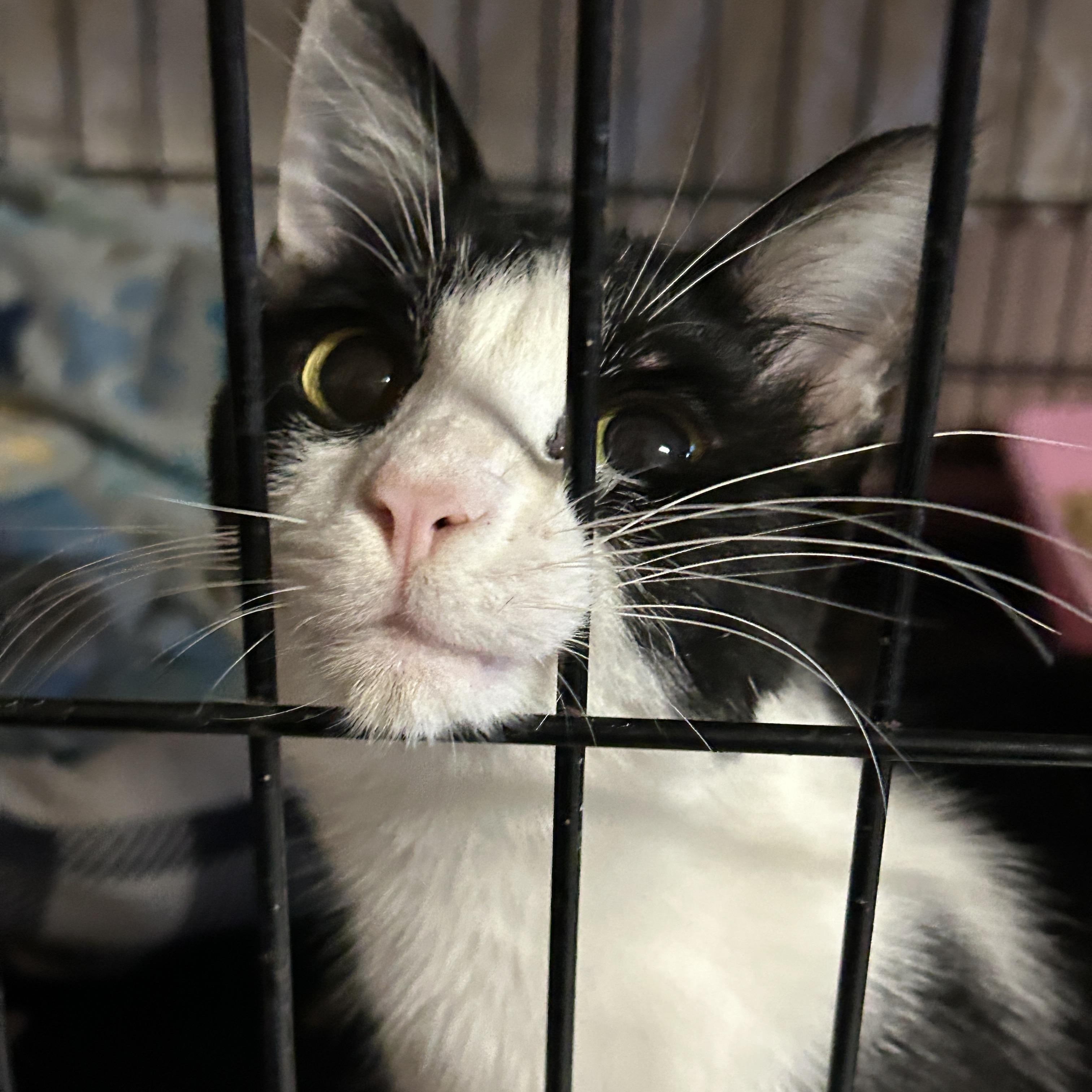 Enlarge Kris Kringle, a Adoptable Tuxedo in Marble Falls, TX image 1/5