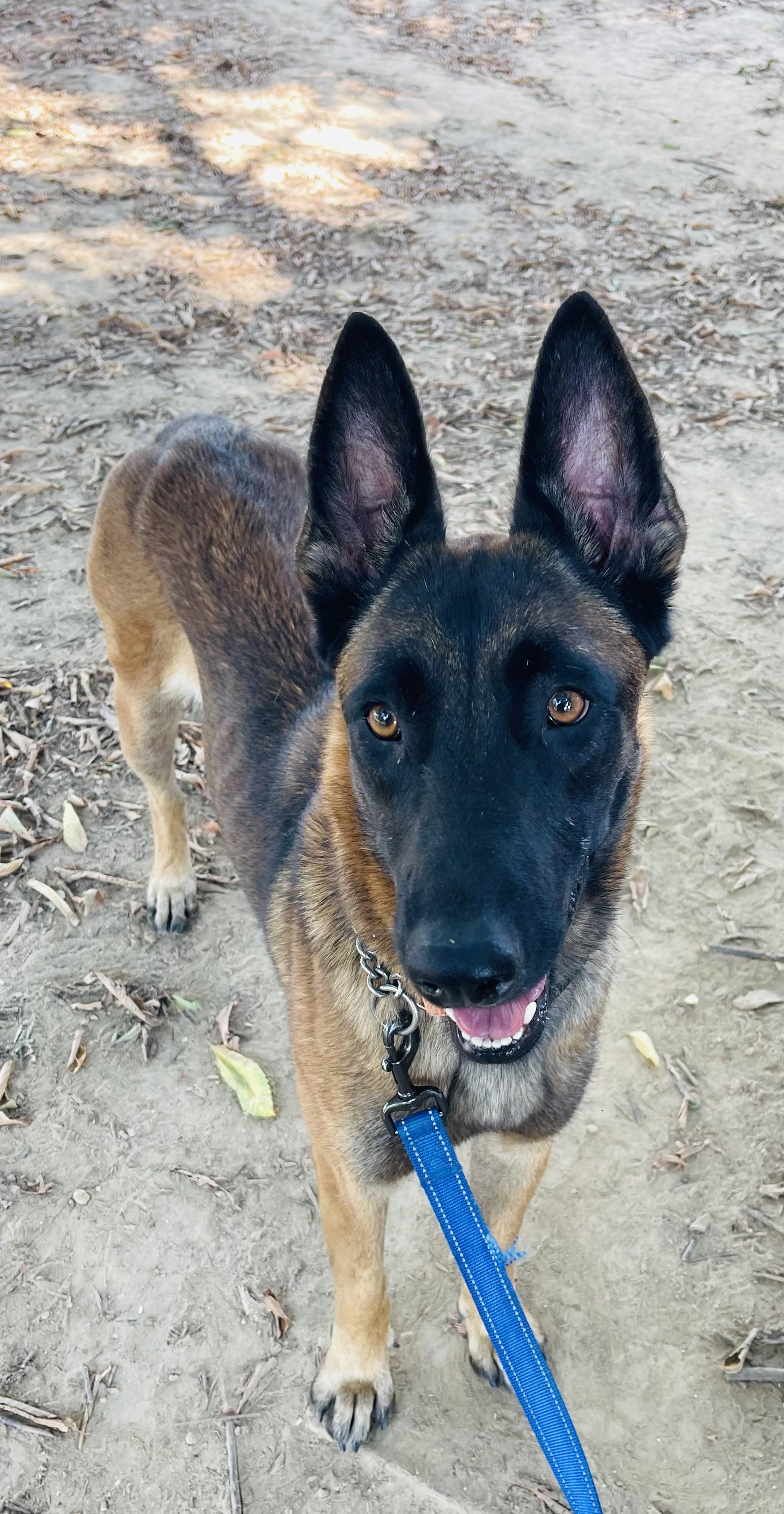 Enlarge Poppy, a Adoptable mixed breed in Jefferson City, MO image 3/6