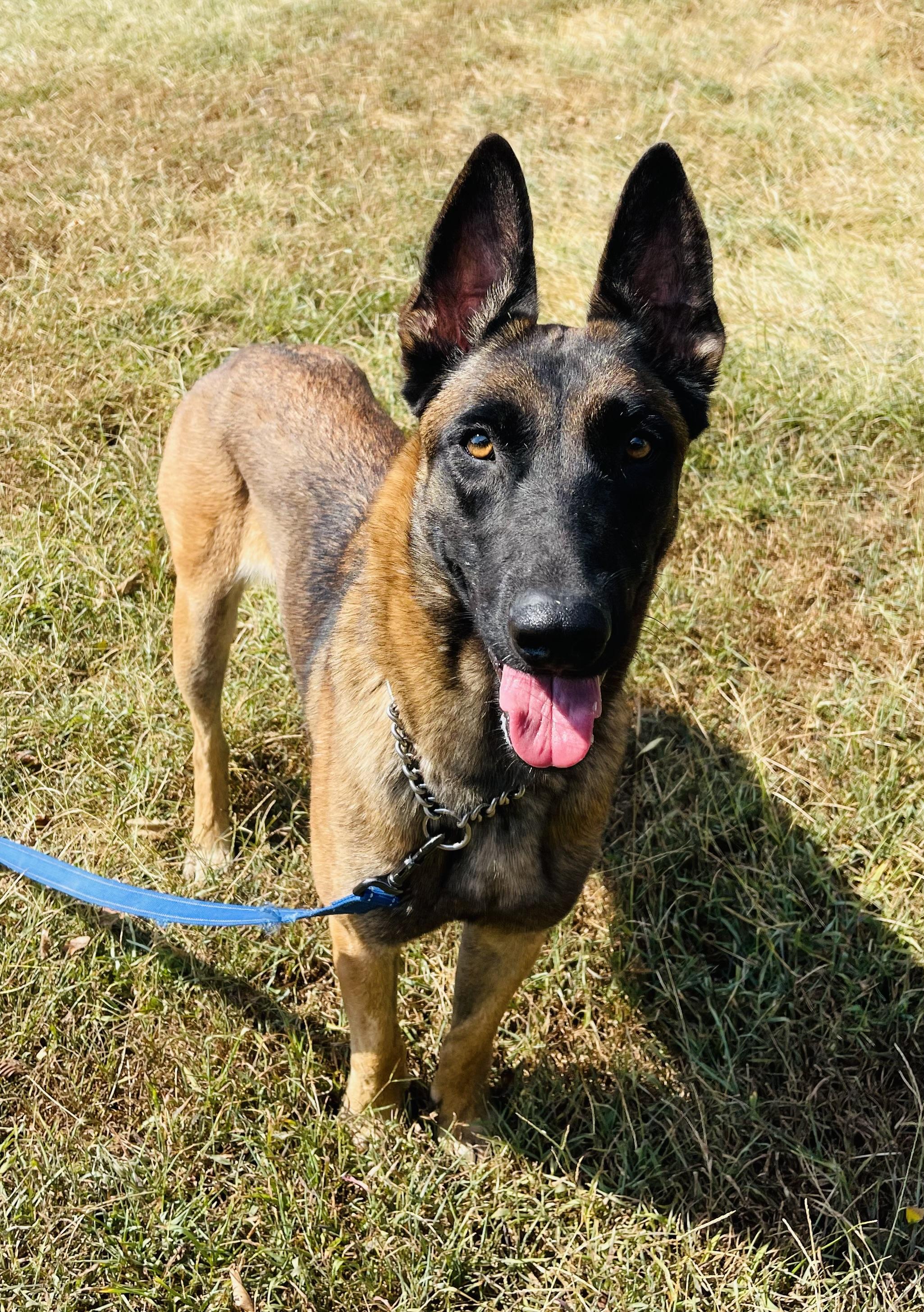 Enlarge Poppy, a Adoptable mixed breed in Jefferson City, MO image 1/6