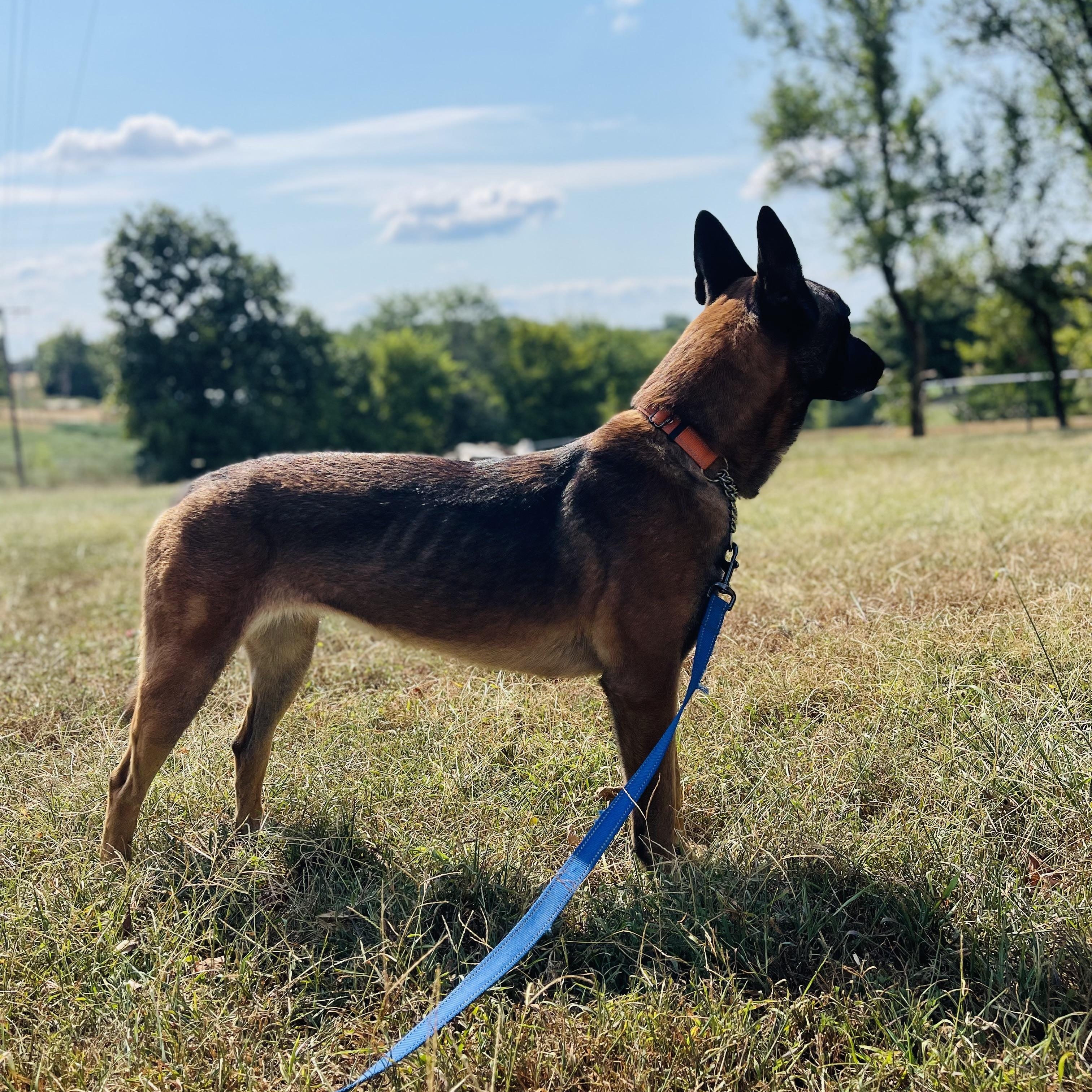 Enlarge Poppy, a Adoptable mixed breed in Jefferson City, MO image 4/6