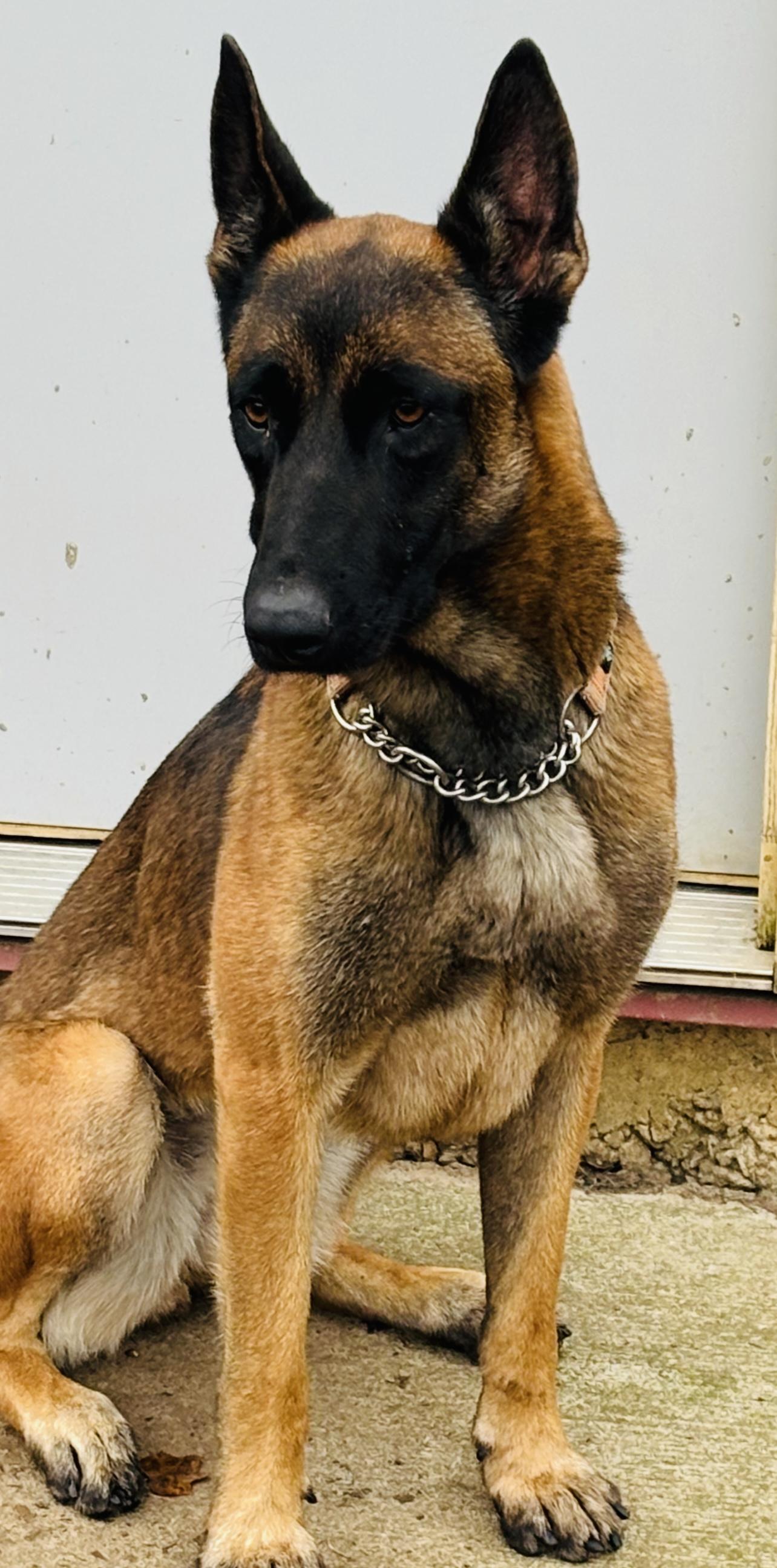 Enlarge Poppy, a Adoptable mixed breed in Jefferson City, MO image 2/6