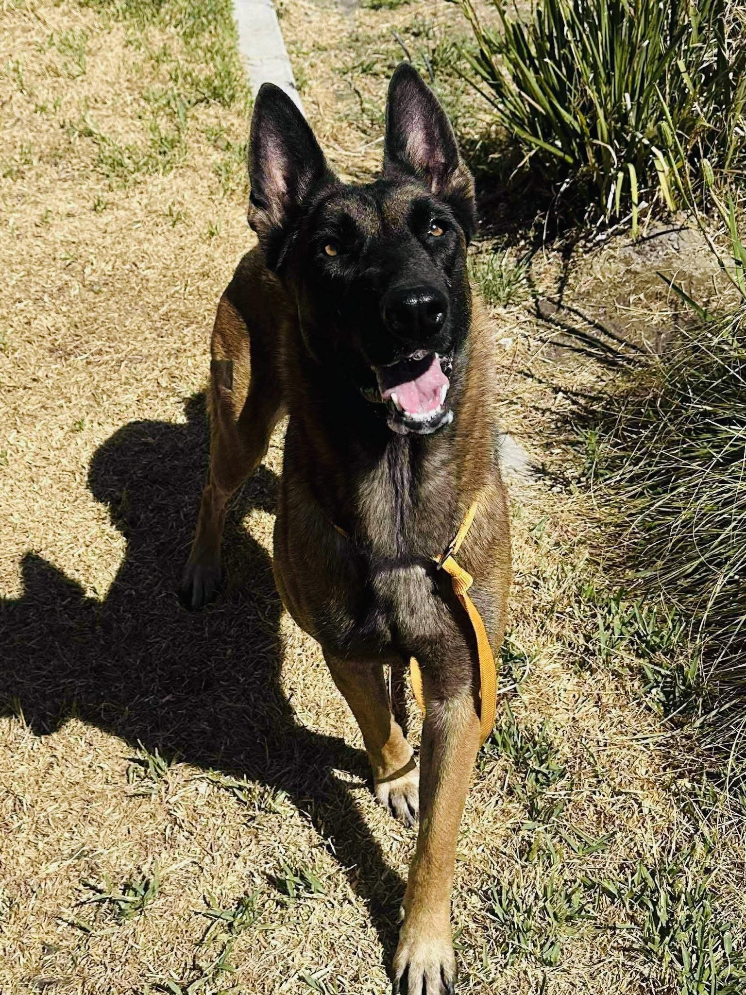 Enlarge Poppy, a Adoptable mixed breed in Jefferson City, MO image 6/6