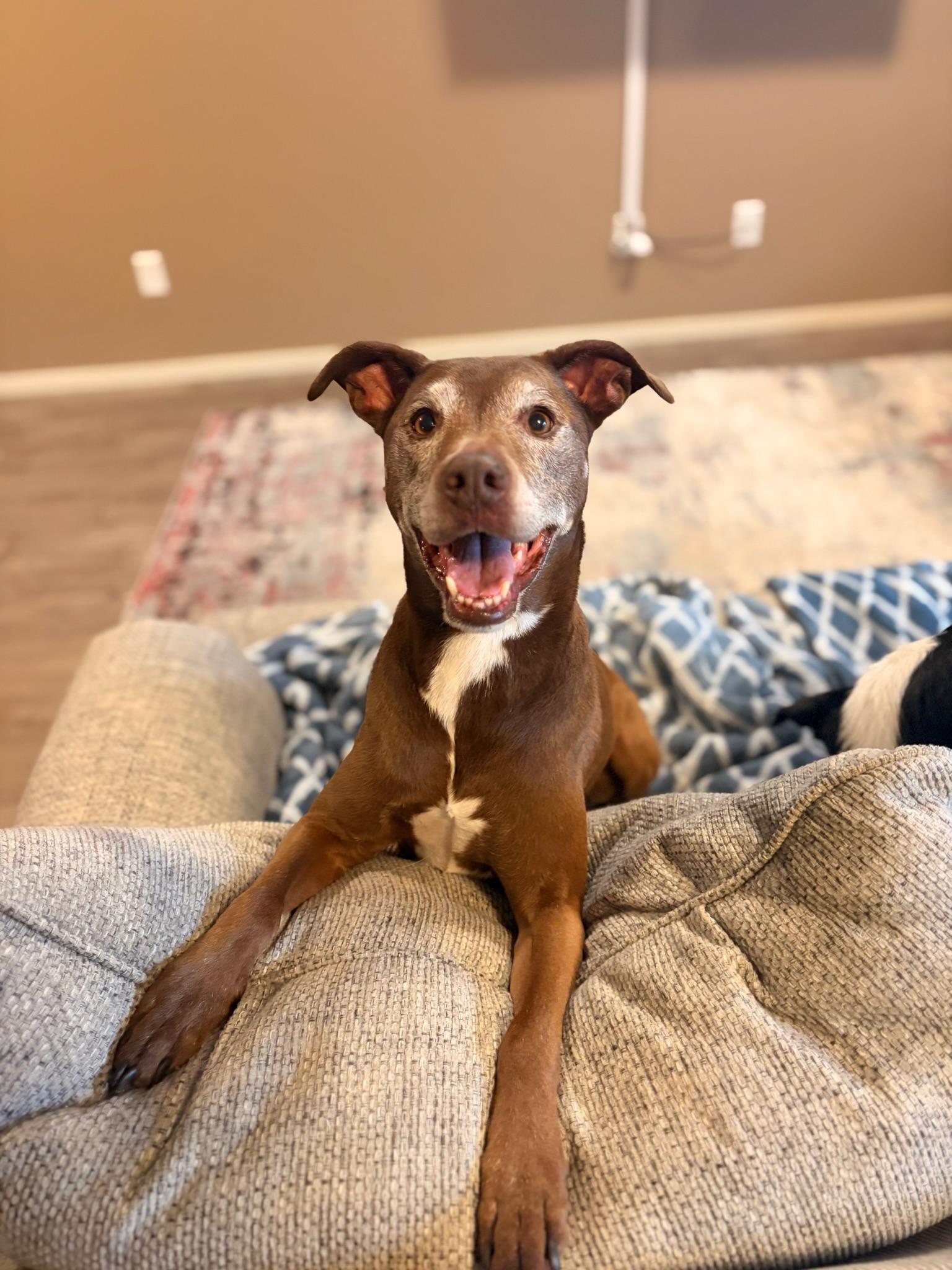 Enlarge CINDER, a Adoptable mixed breed in Vancouver, WA image 6/6