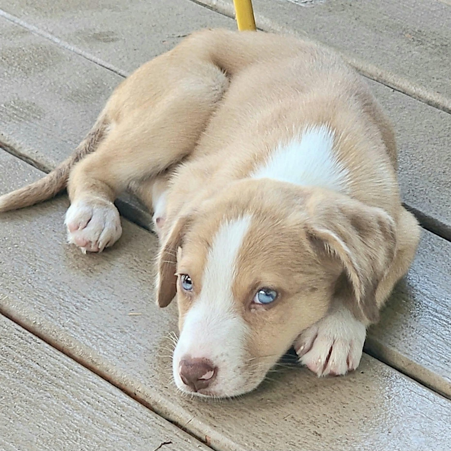 Enlarge Sprinkle, a Adoptable mixed breed in DeWitt, NY image 4/6