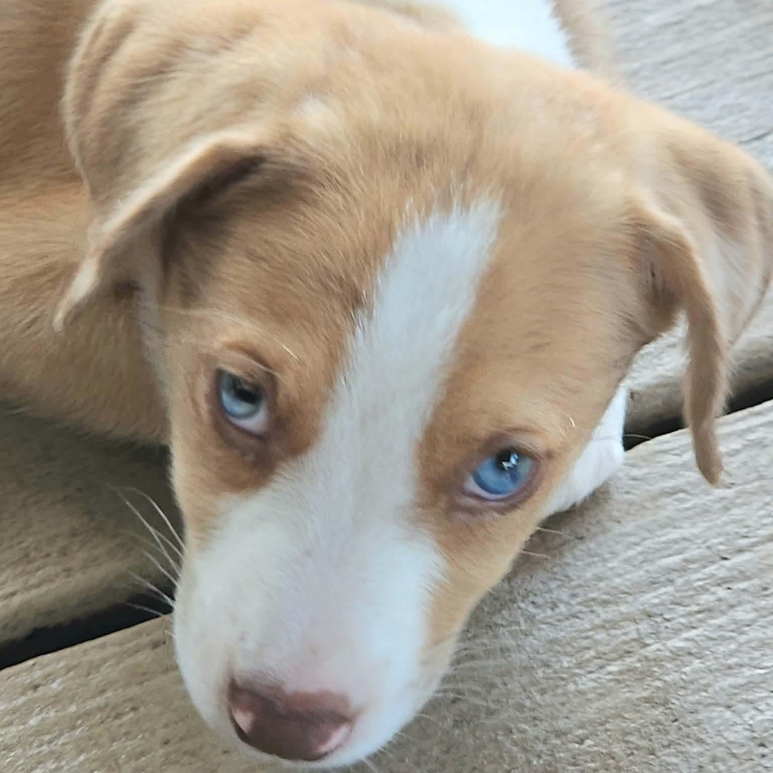 Enlarge Sprinkle, a Adoptable mixed breed in DeWitt, NY image 5/6