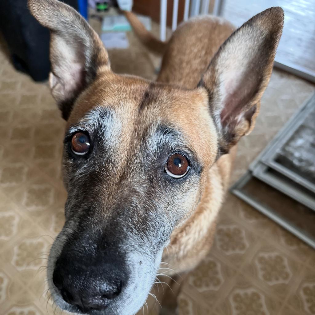 Enlarge Aileen, a Adoptable mixed breed in West Islip, NY image 1/6