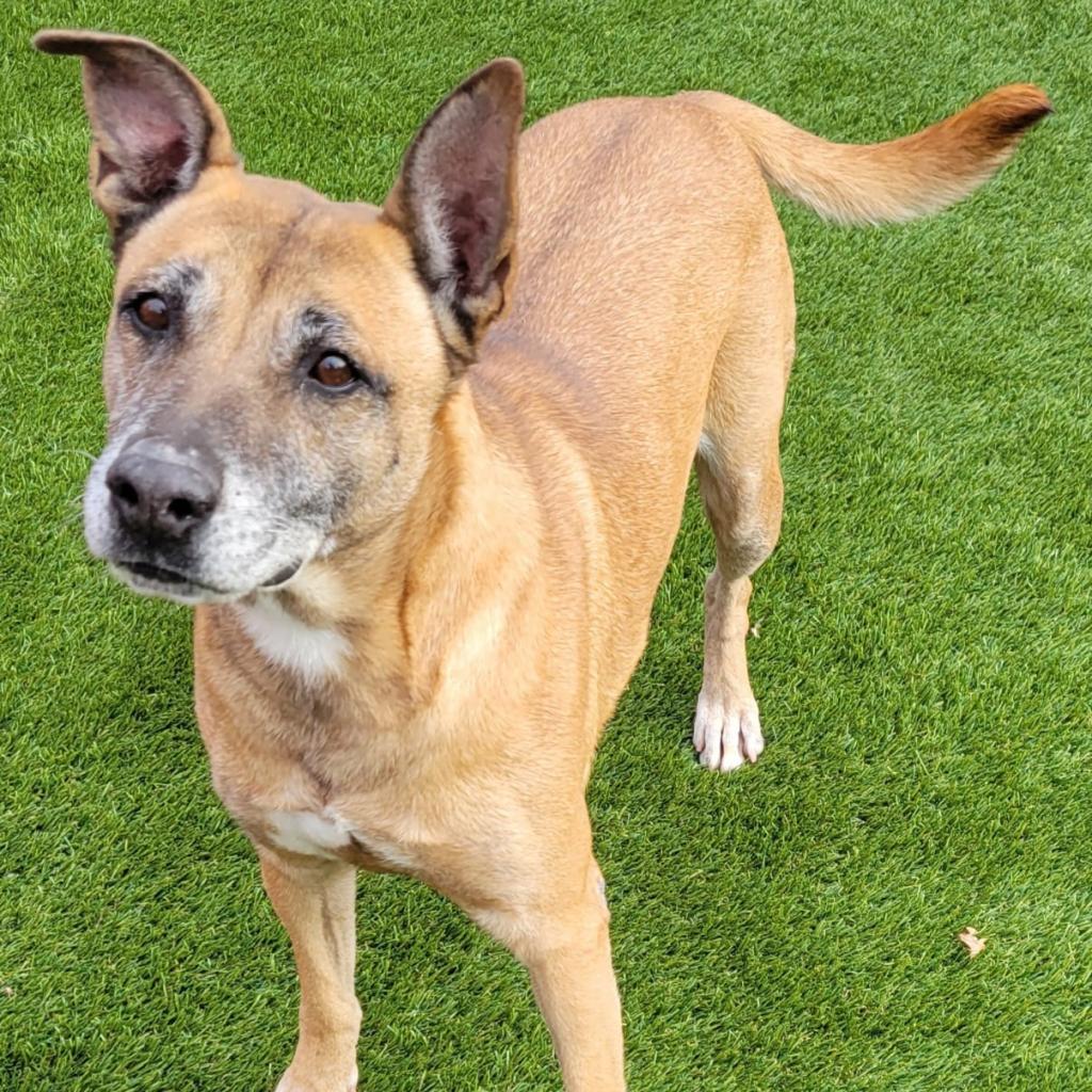 Enlarge Aileen, a Adoptable mixed breed in West Islip, NY image 2/6