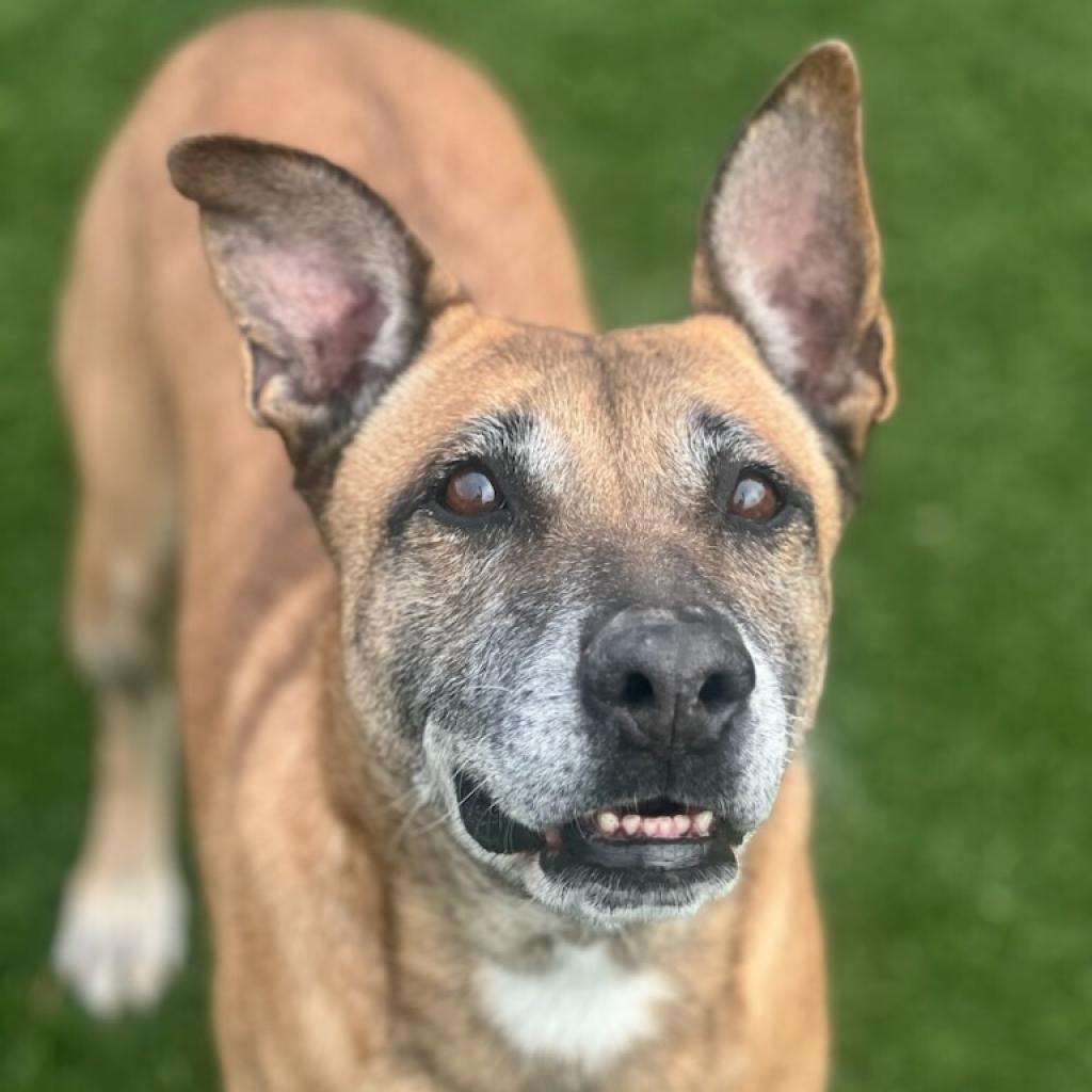 Enlarge Aileen, a Adoptable mixed breed in West Islip, NY image 3/6