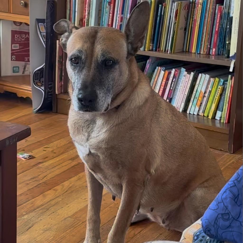 Enlarge Aileen, a Adoptable mixed breed in West Islip, NY image 4/6