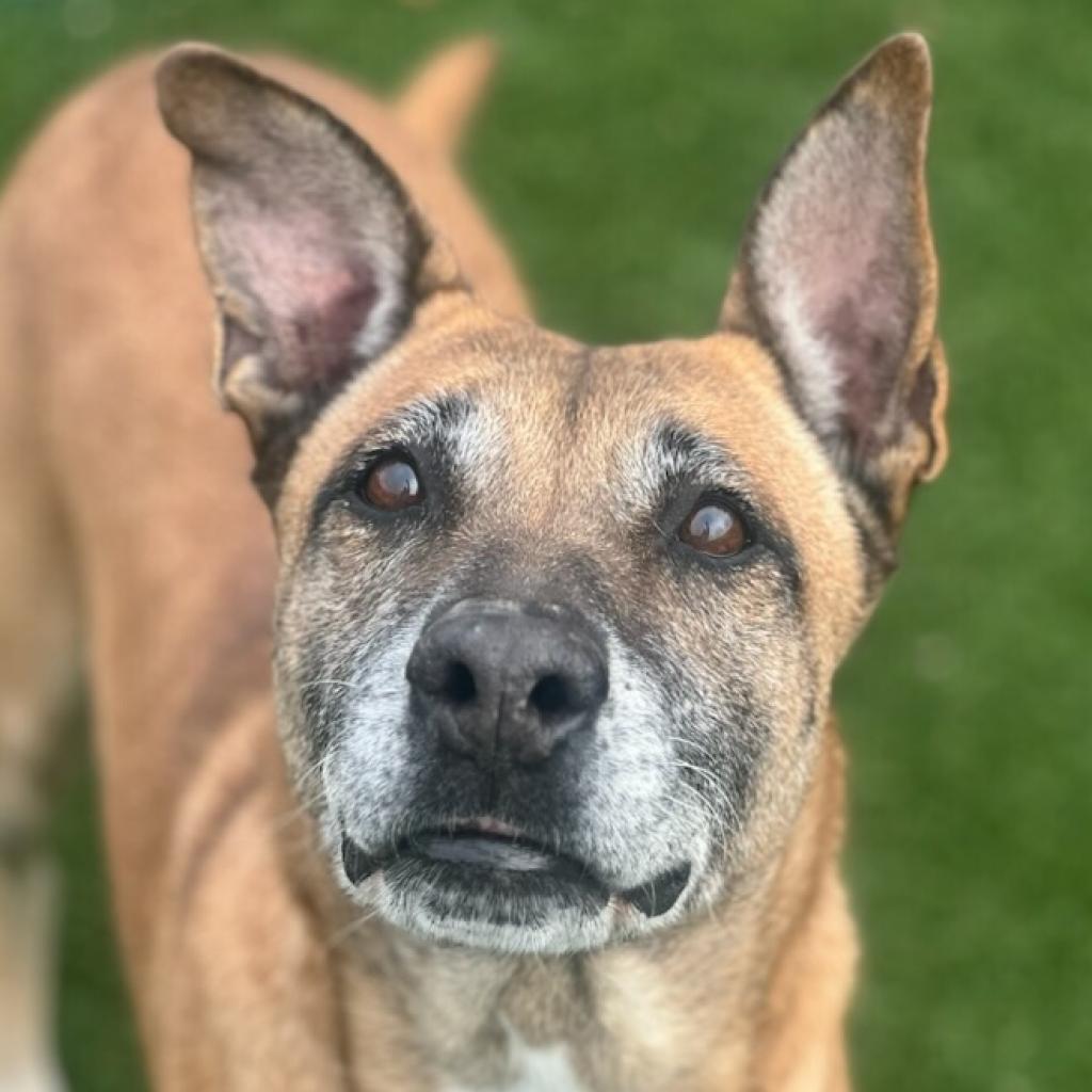 Enlarge Aileen, a Adoptable mixed breed in West Islip, NY image 5/6