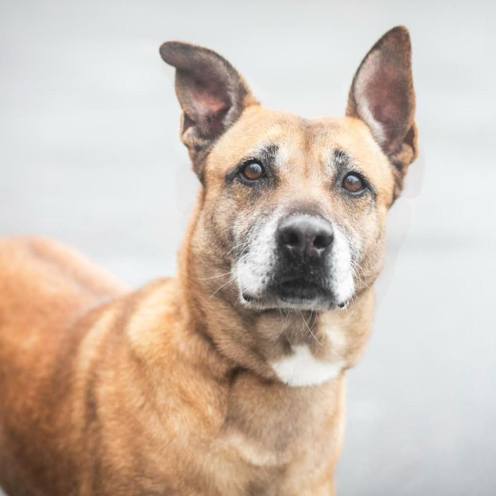 Enlarge Aileen, a Adoptable mixed breed in West Islip, NY image 6/6