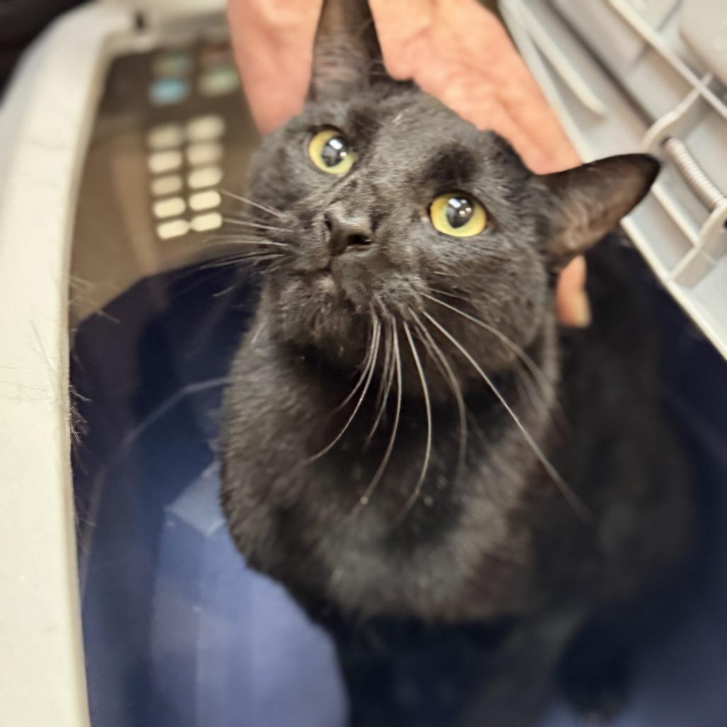 Enlarge Smokey, a Adoptable Domestic Short Hair in Las Vegas, NV image 1/3