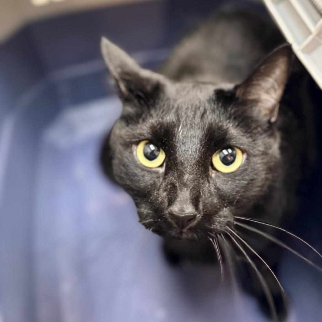 Enlarge Smokey, a Adoptable Domestic Short Hair in Las Vegas, NV image 2/3