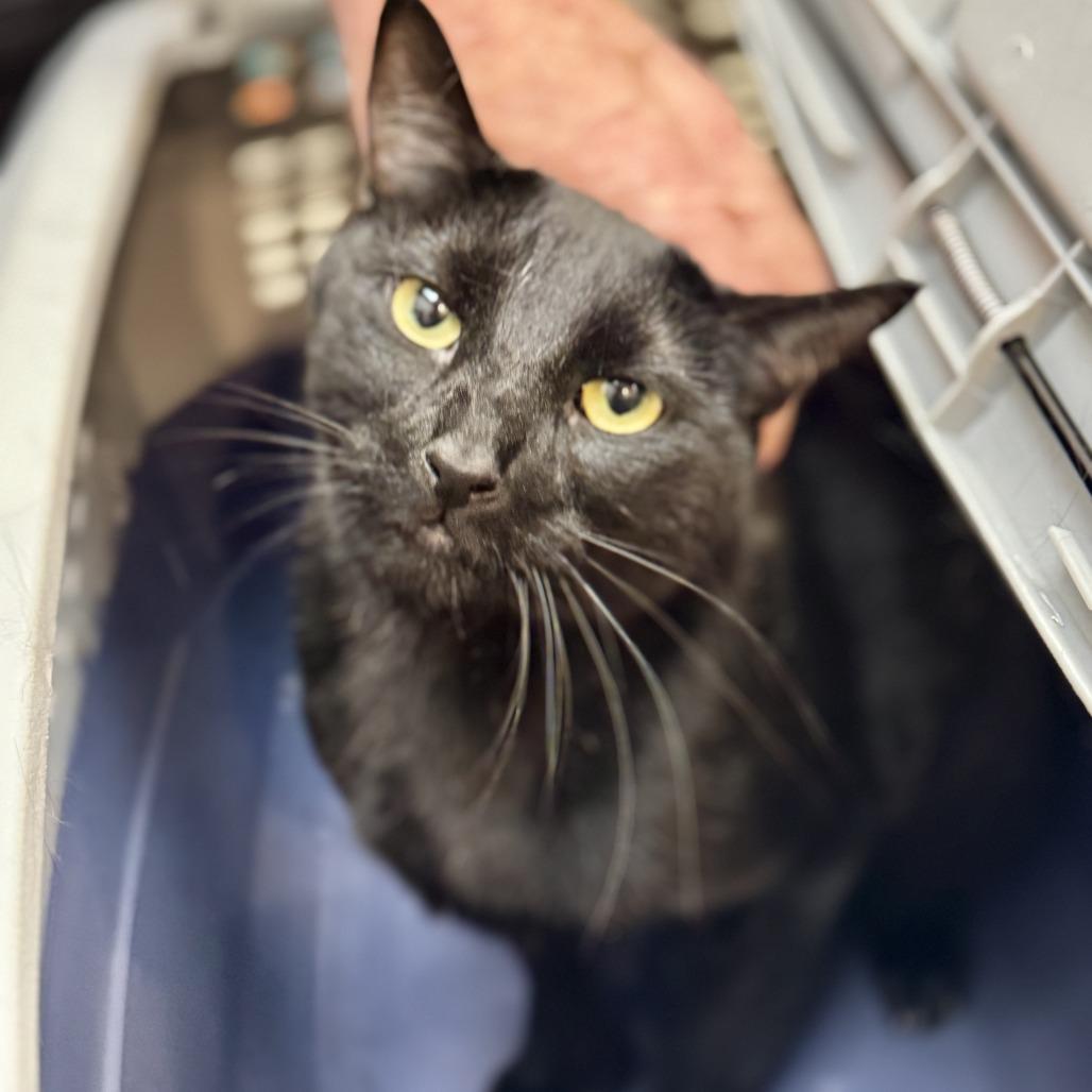 Enlarge Smokey, a Adoptable Domestic Short Hair in Las Vegas, NV image 3/3