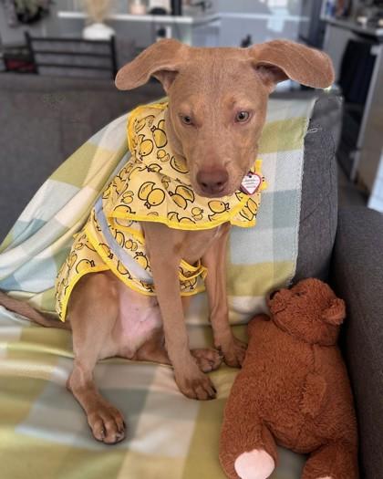 Colby, a Adoptable mixed breed in Washington, DC image 1/3