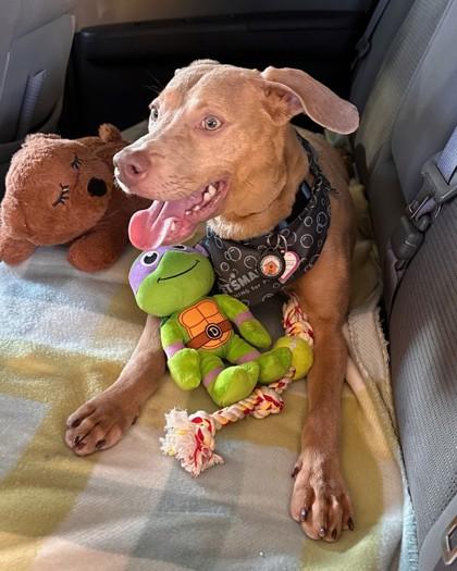 Colby, Adoptable, Young Male Mixed Breed & Mixed Breed.