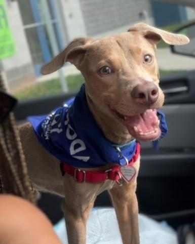 Colby, a Adoptable mixed breed in Washington, DC image 3/3