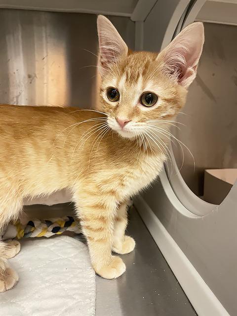 Scully, adopted, Kitten Female Domestic Short Hair.