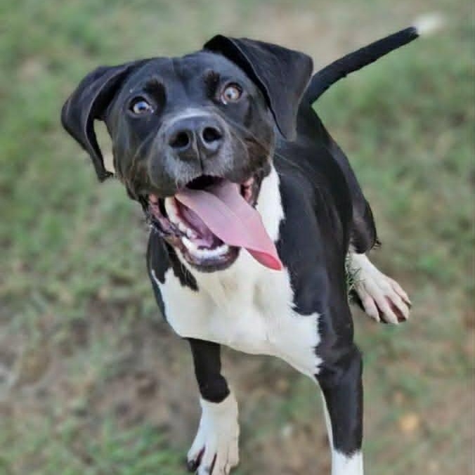 Enlarge Kyan, an adopted Labrador Retriever in Leesburg, GA image 1/2
