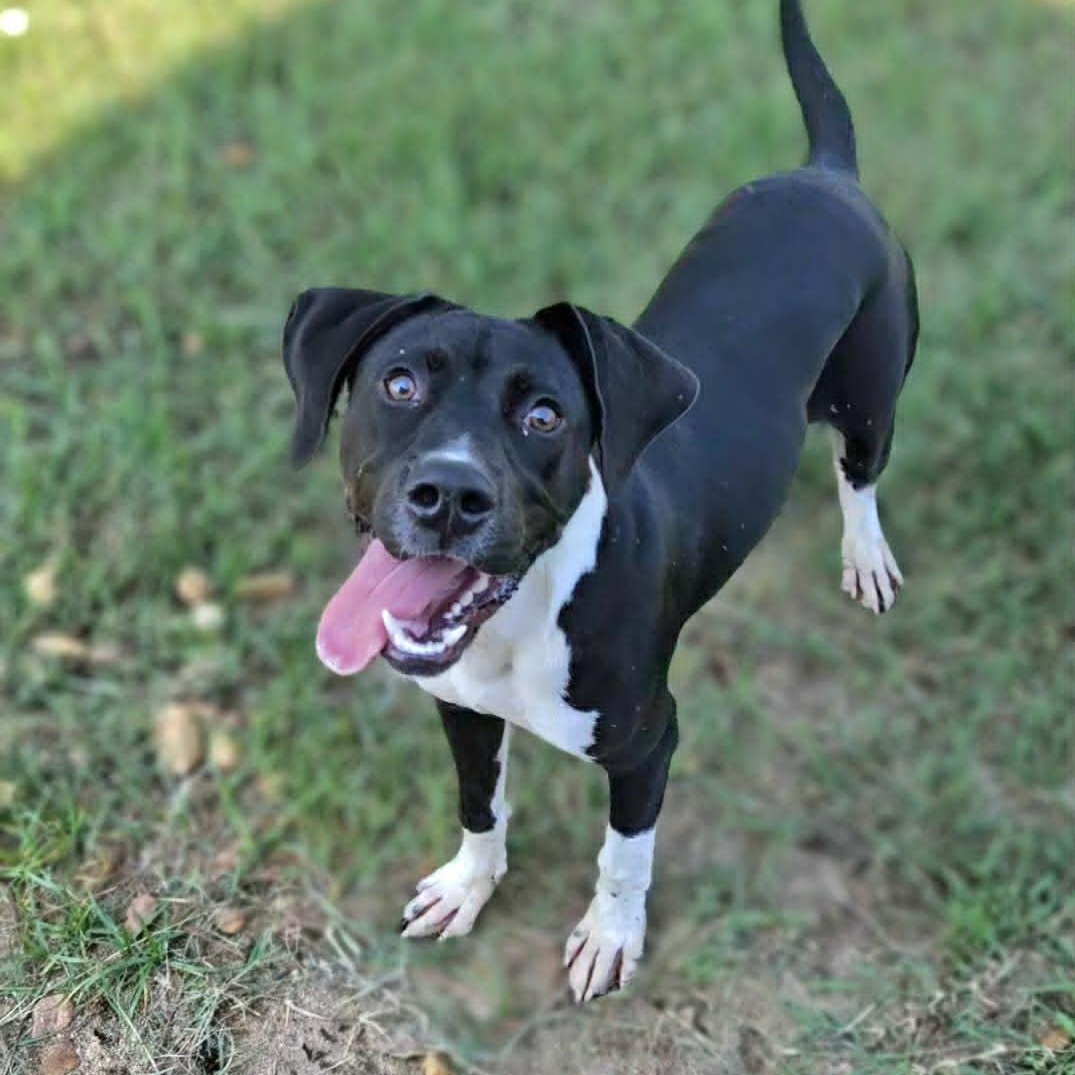 Enlarge Kyan, an adopted Labrador Retriever in Leesburg, GA image 2/2