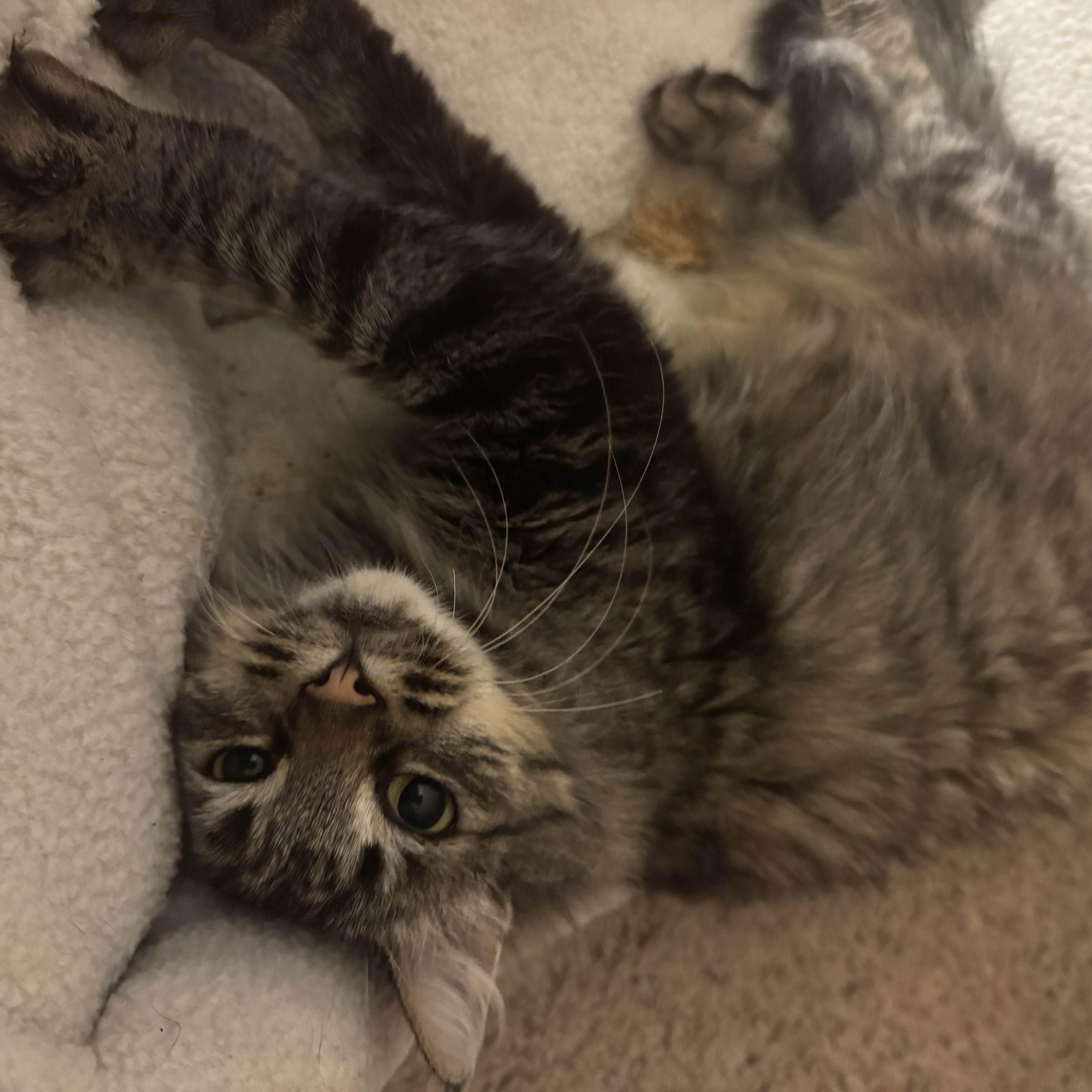 Enlarge Izzy, an adopted Domestic Long Hair in San Francisco, CA image 4/5