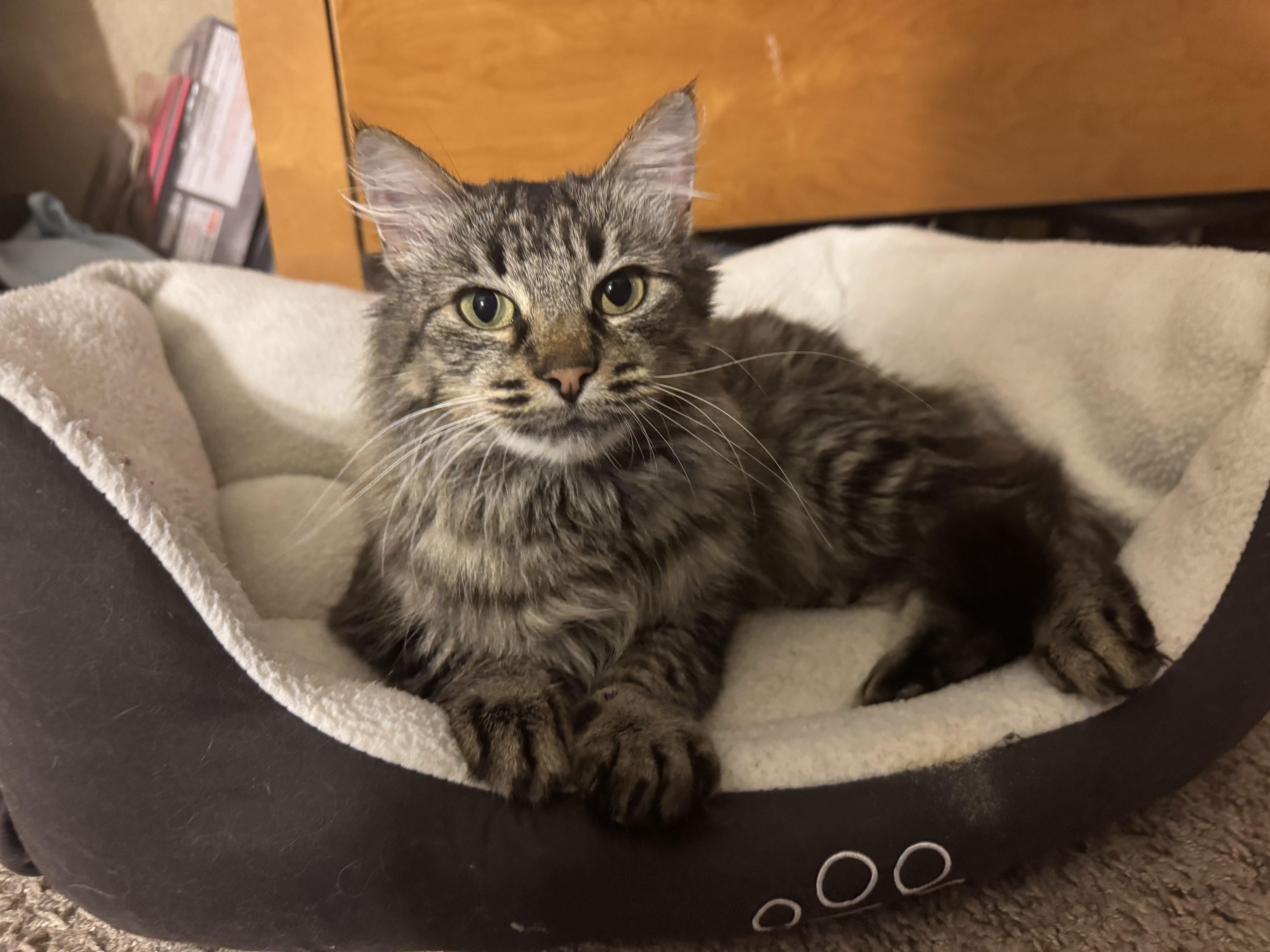 Enlarge Izzy, an adopted Domestic Long Hair in San Francisco, CA image 1/5