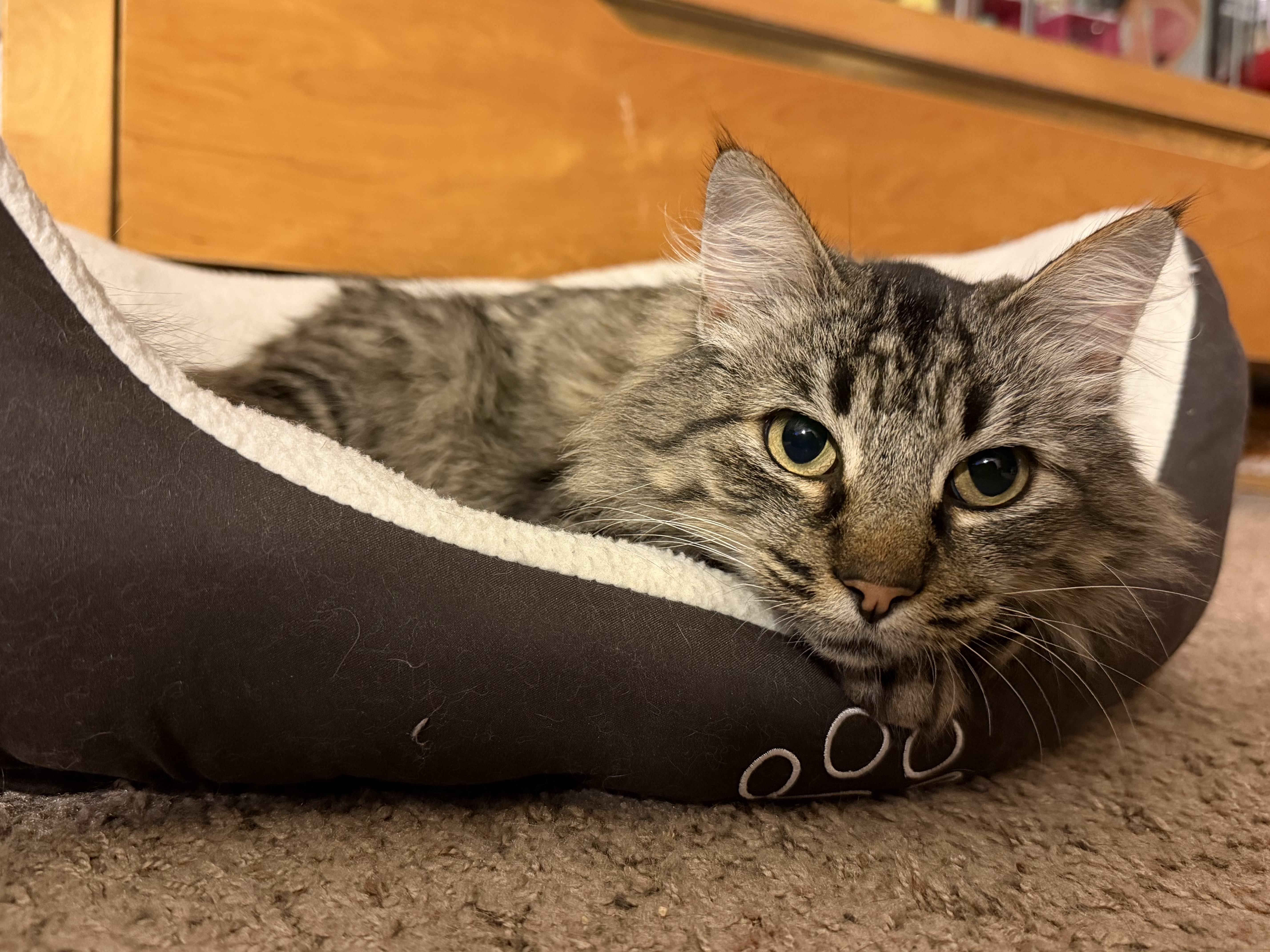 Enlarge Izzy, an adopted Domestic Long Hair in San Francisco, CA image 2/5