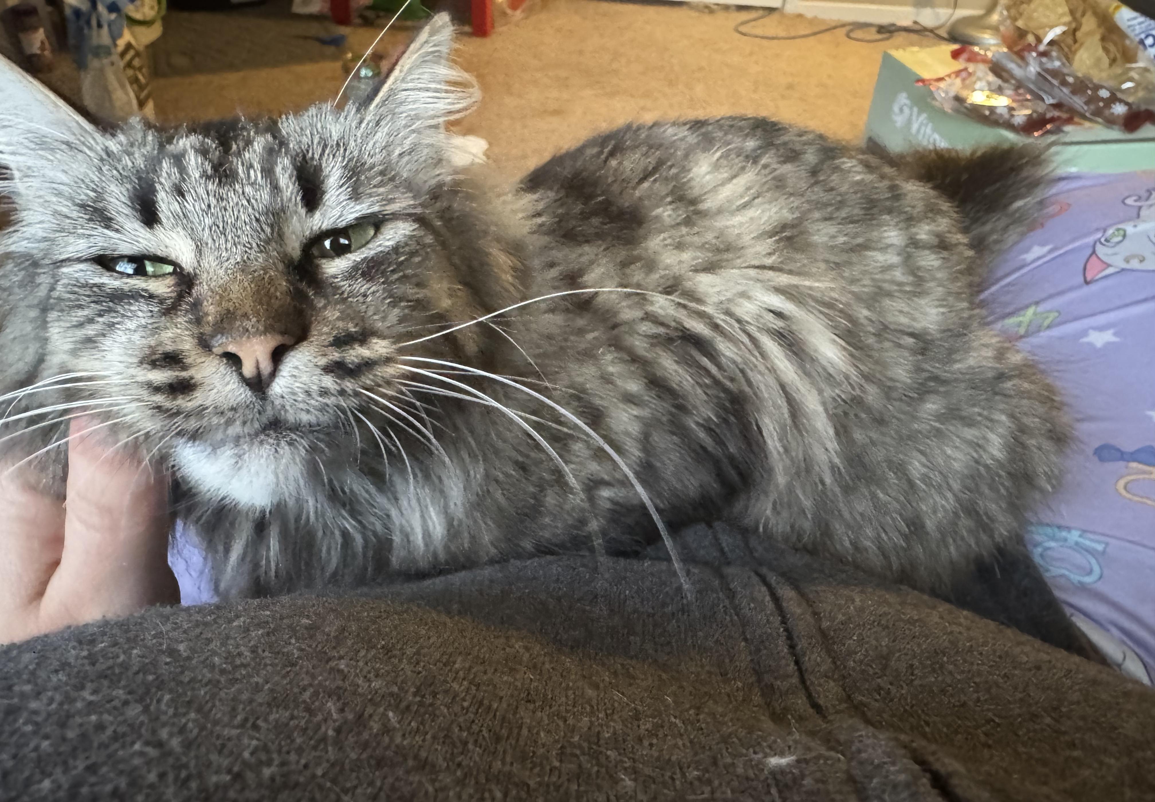 Enlarge Izzy, an adopted Domestic Long Hair in San Francisco, CA image 3/5