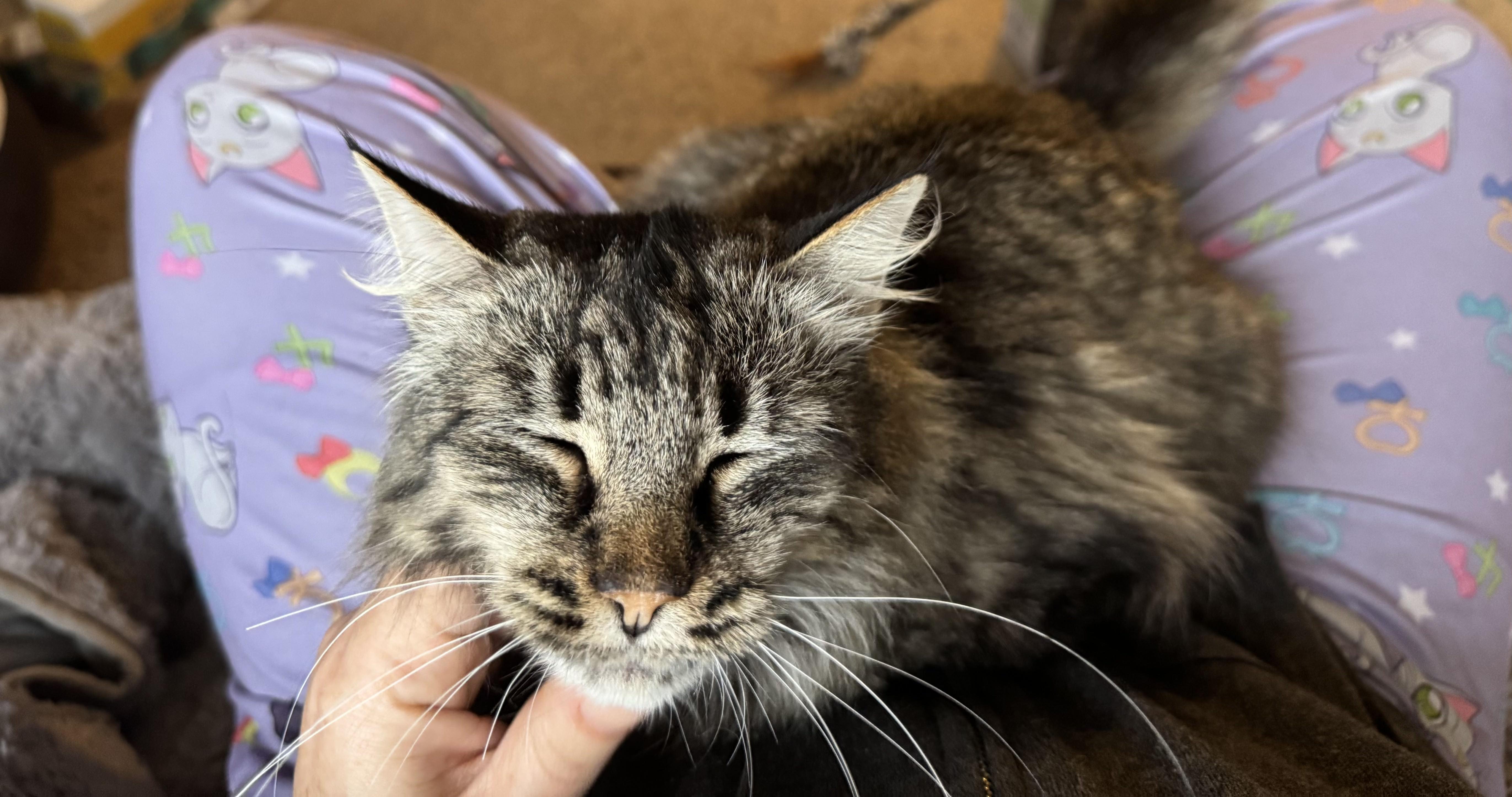 Enlarge Izzy, an adopted Domestic Long Hair in San Francisco, CA image 5/5