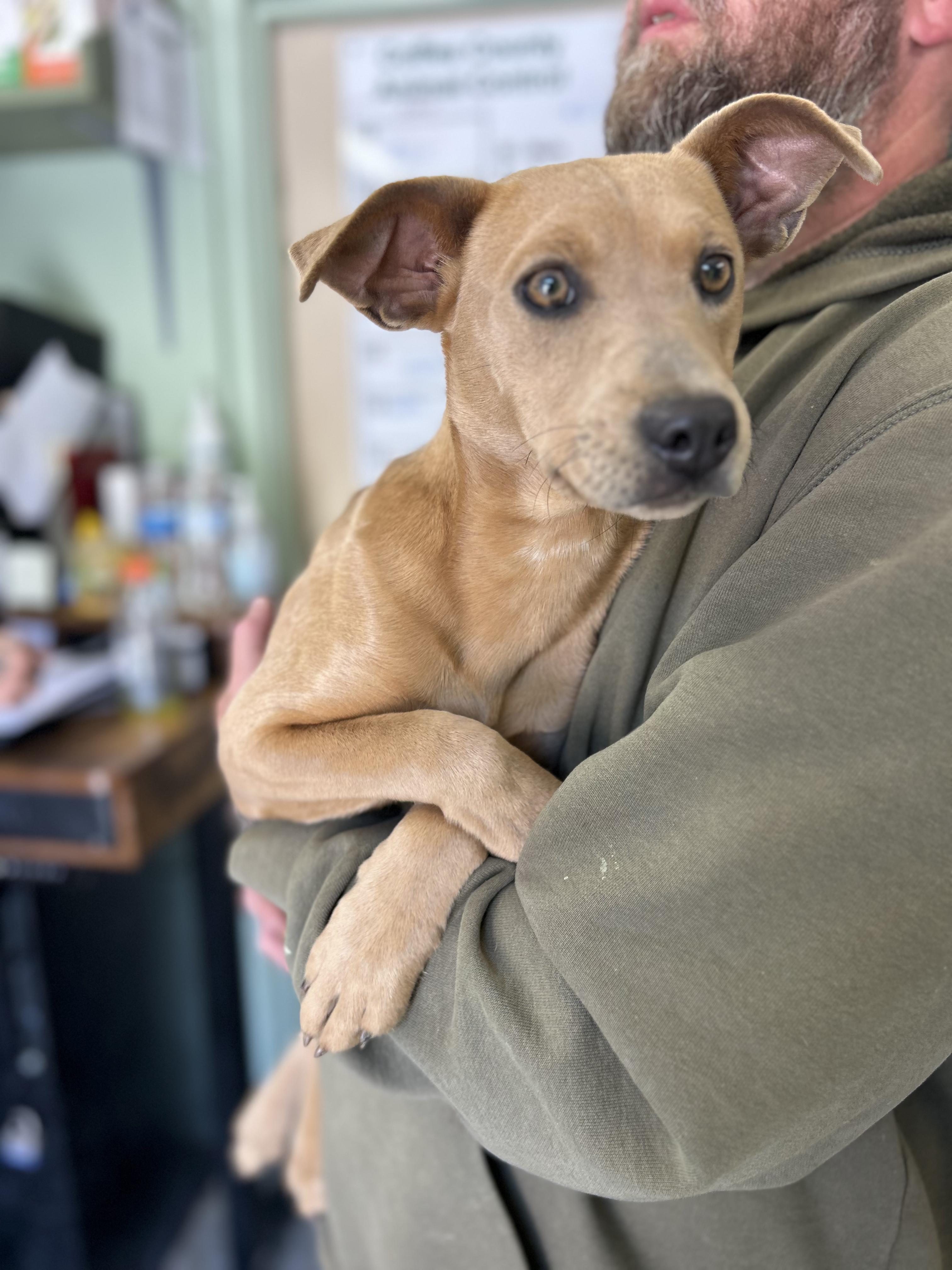 Melissa, ADOPTABLE, Puppy Female Mixed Breed.