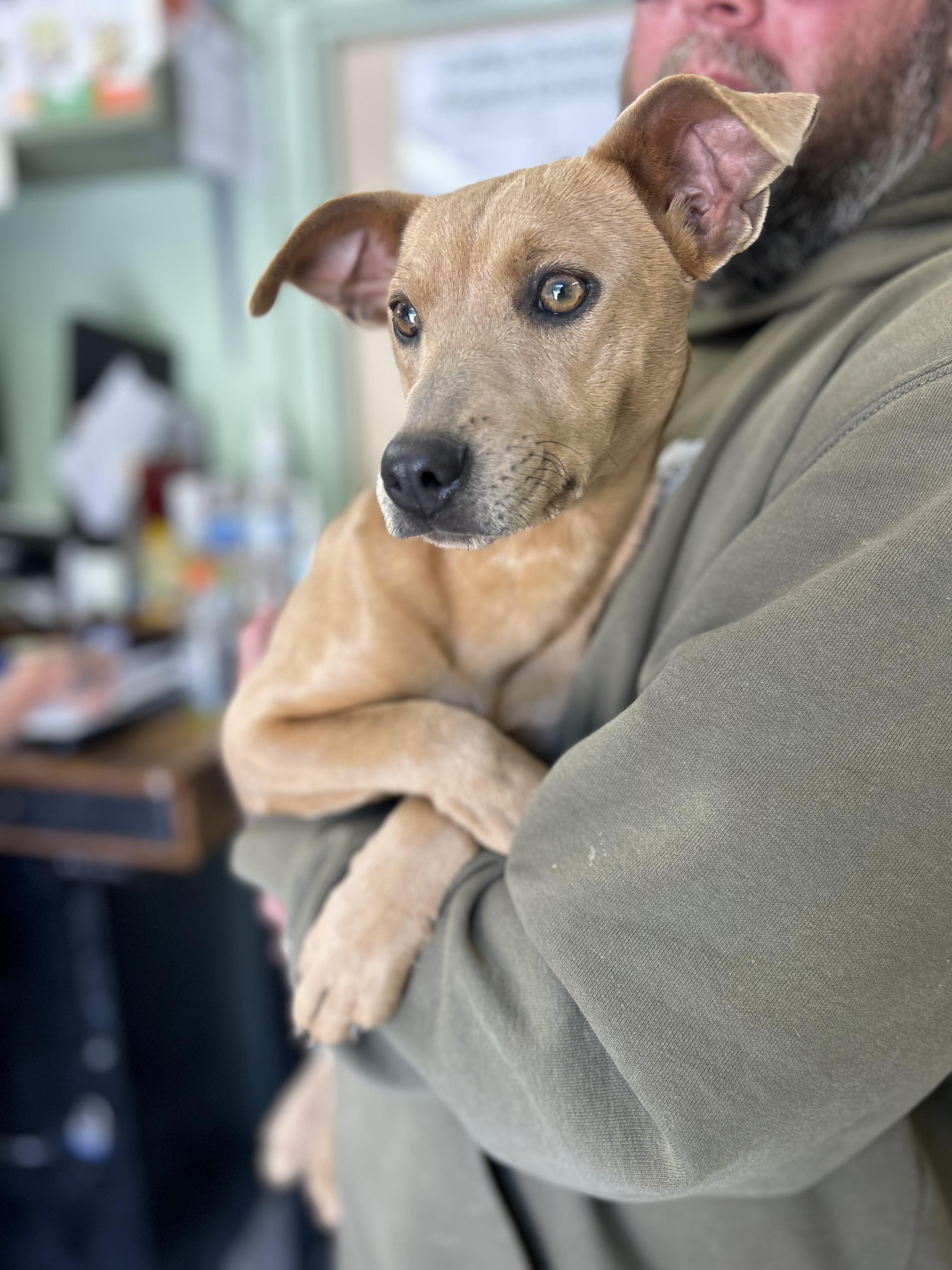 Melissa, a ADOPTABLE Mixed Breed in Manchester, TN image 3/3