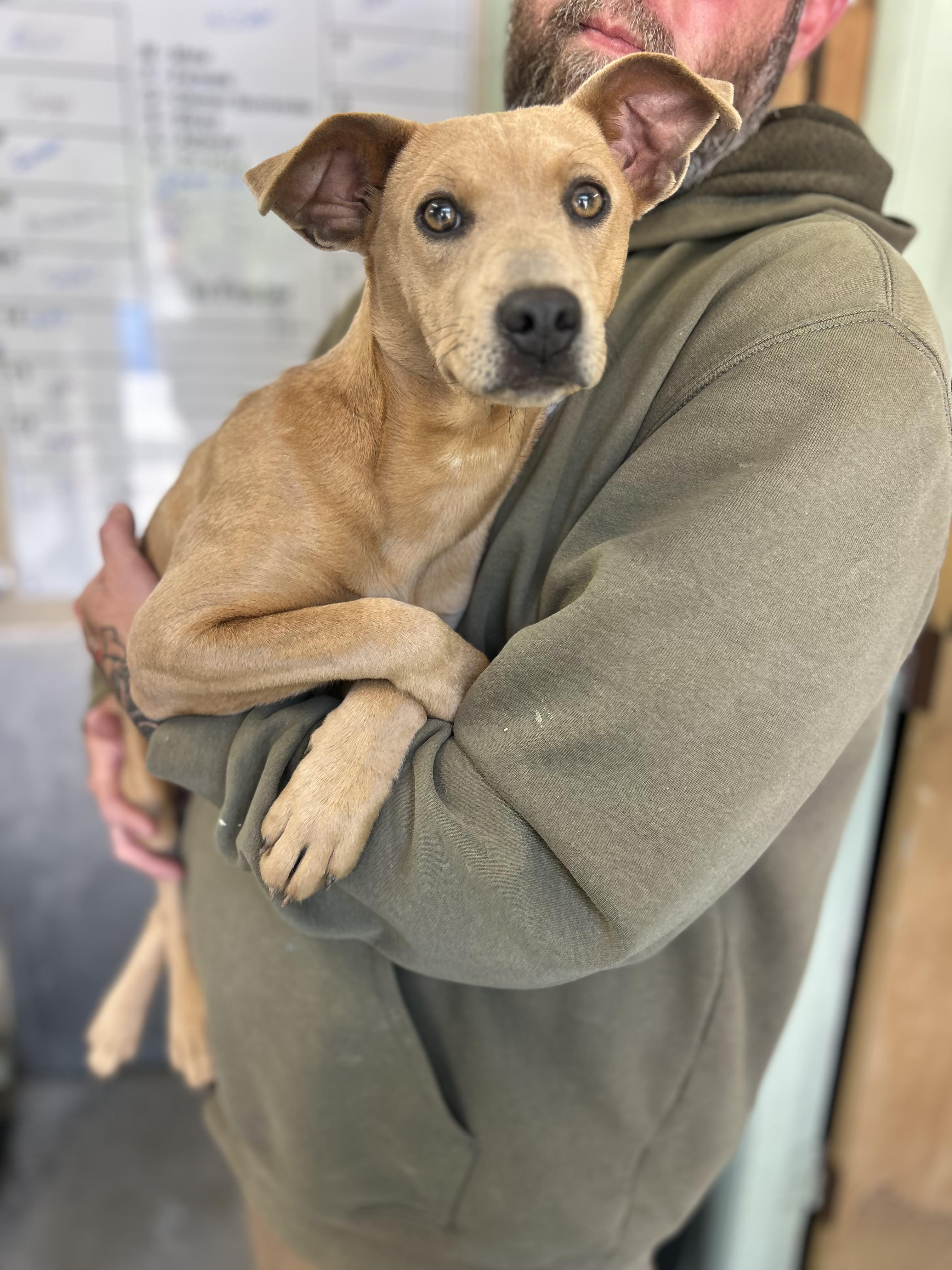 Melissa, a ADOPTABLE Mixed Breed in Manchester, TN image 2/3
