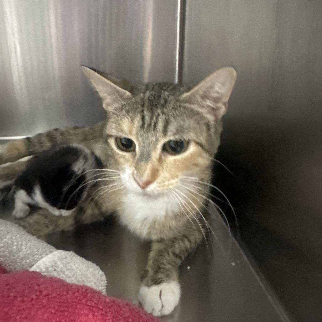 Bear, a ADOPTABLE Domestic Short Hair in Clinton, IL image 2/2