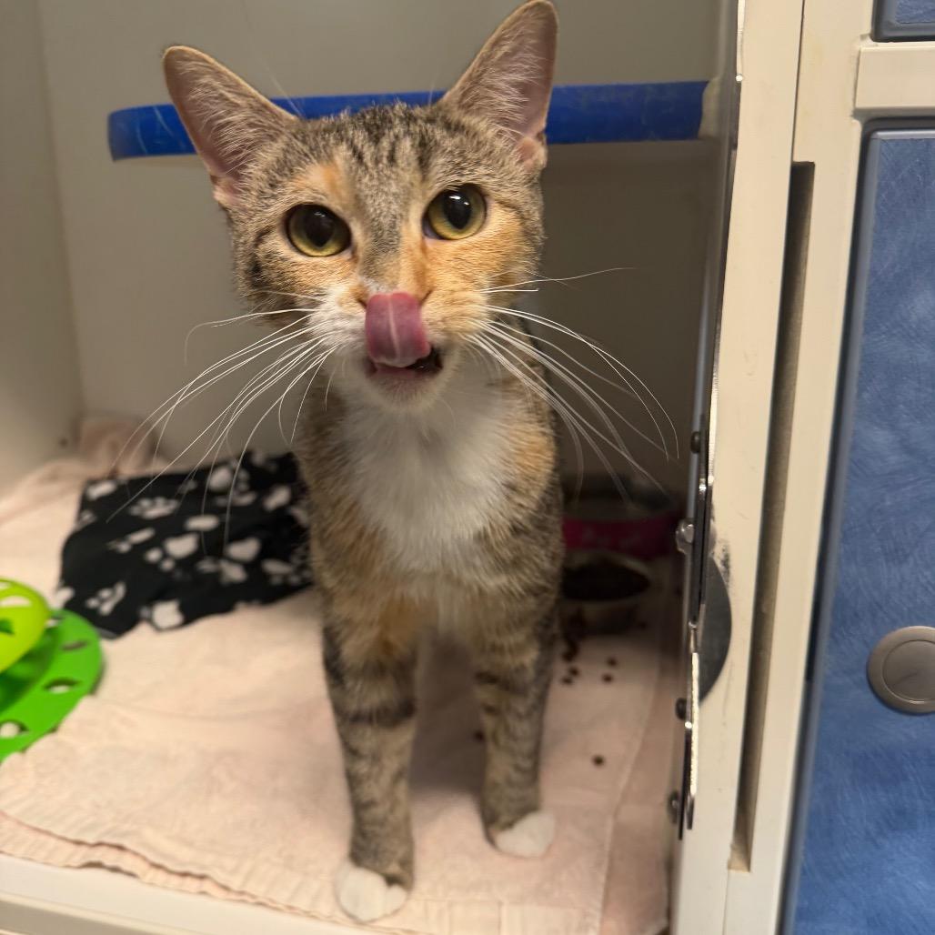 Bear, ADOPTABLE, Adult Female Domestic Short Hair.