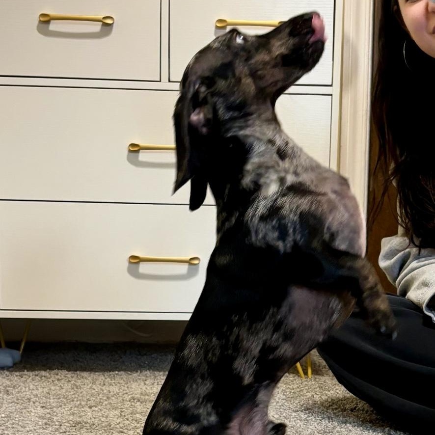 Zoro, an adopted Miniature Dachshund in Rochester, NY image 3/3