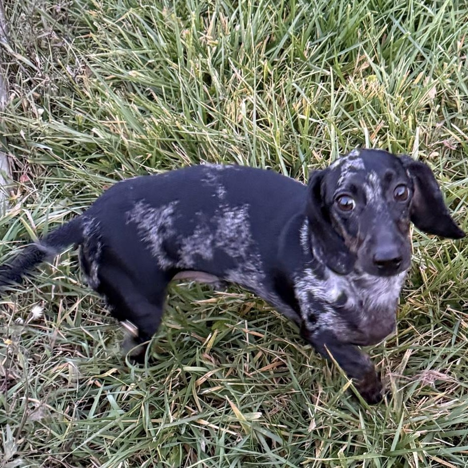 Zoro, an adopted Miniature Dachshund in Rochester, NY image 2/3