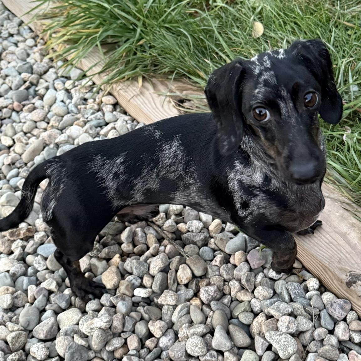 Zoro, adopted, Adult Male Miniature Dachshund.