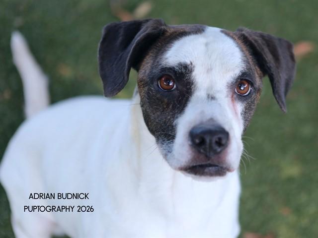 Carolyn, Adopted, Adult Female Mixed Breed.