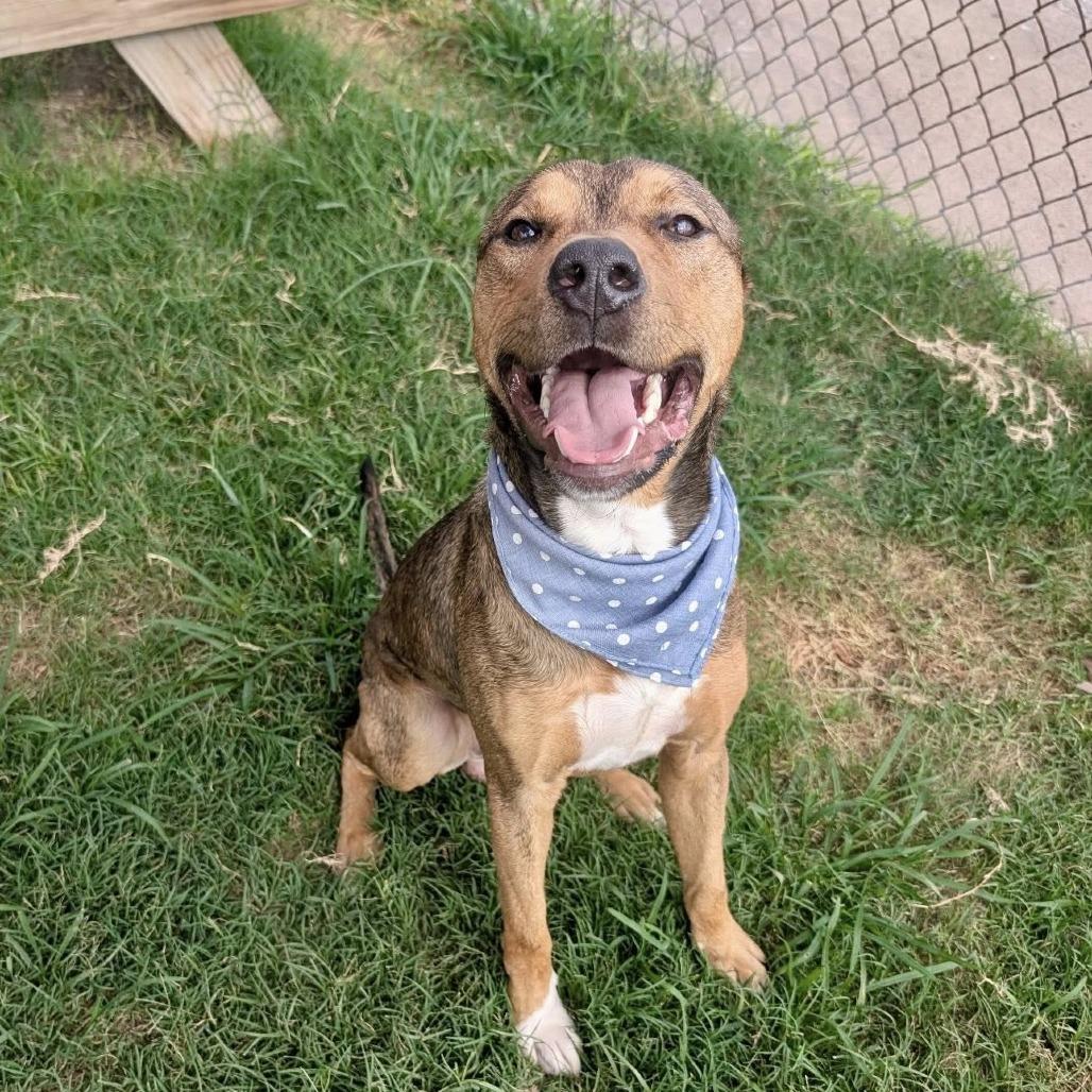 Enlarge Al, a Adoptable Shepherd in Pittsburgh, PA image 4/6