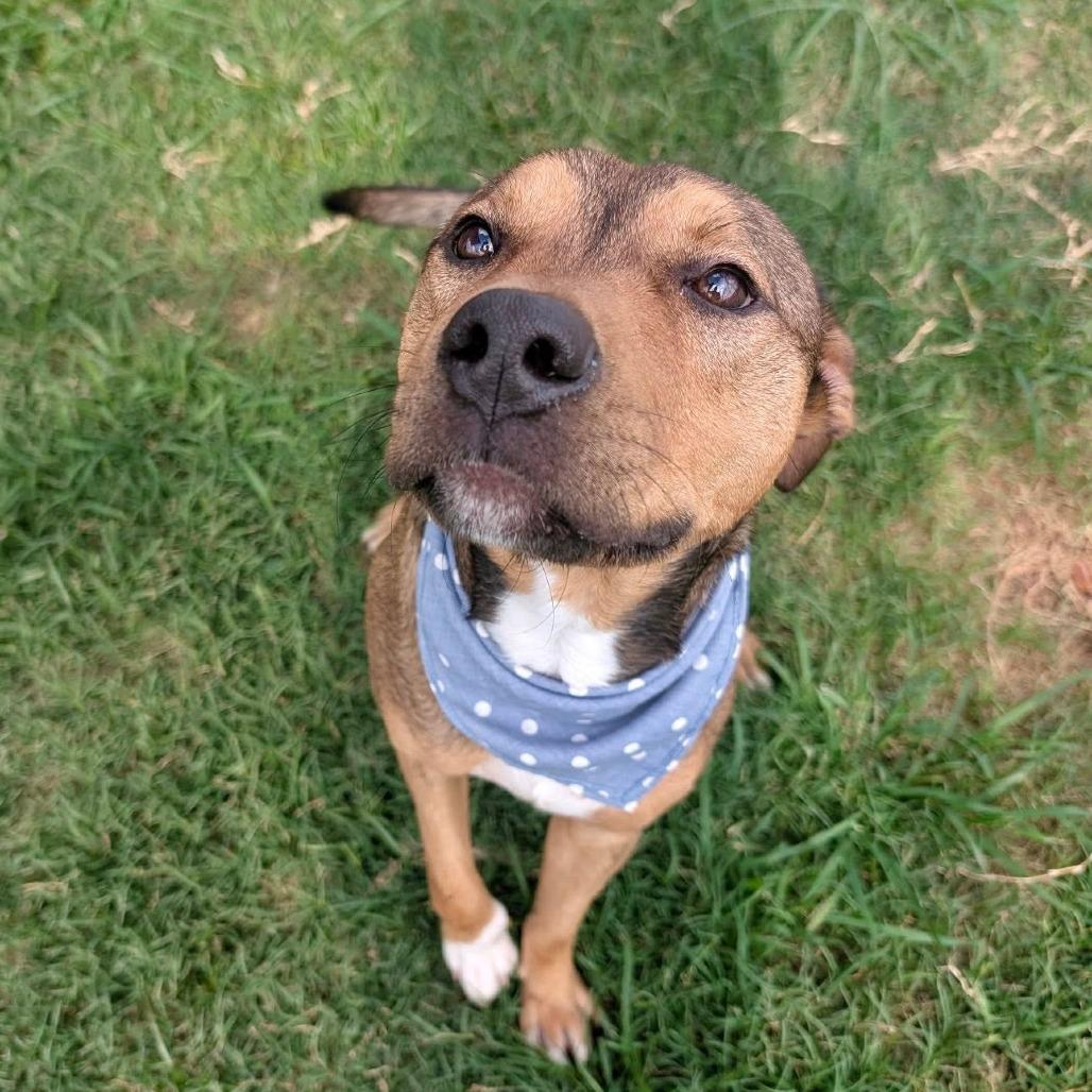 Enlarge Al, a Adoptable Shepherd in Pittsburgh, PA image 5/6