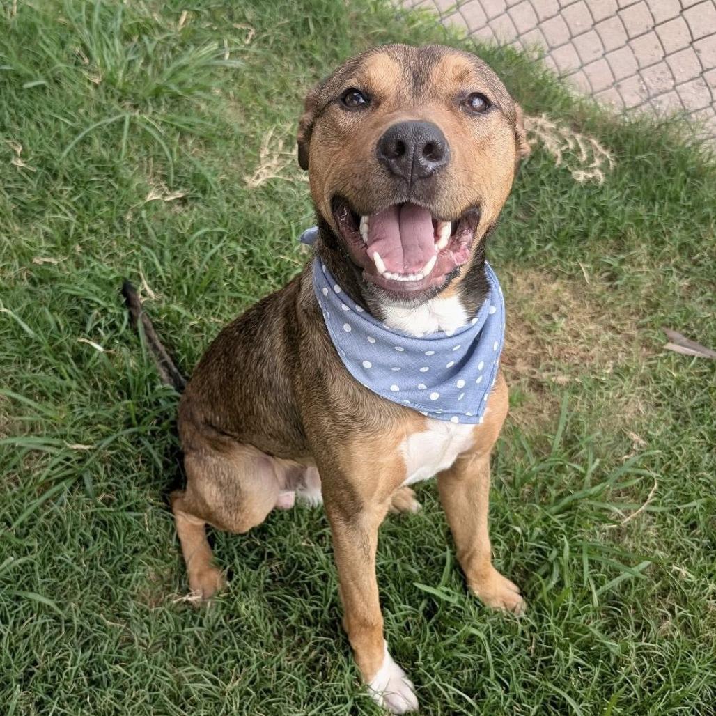 Enlarge Al, a Adoptable Shepherd in Pittsburgh, PA image 6/6