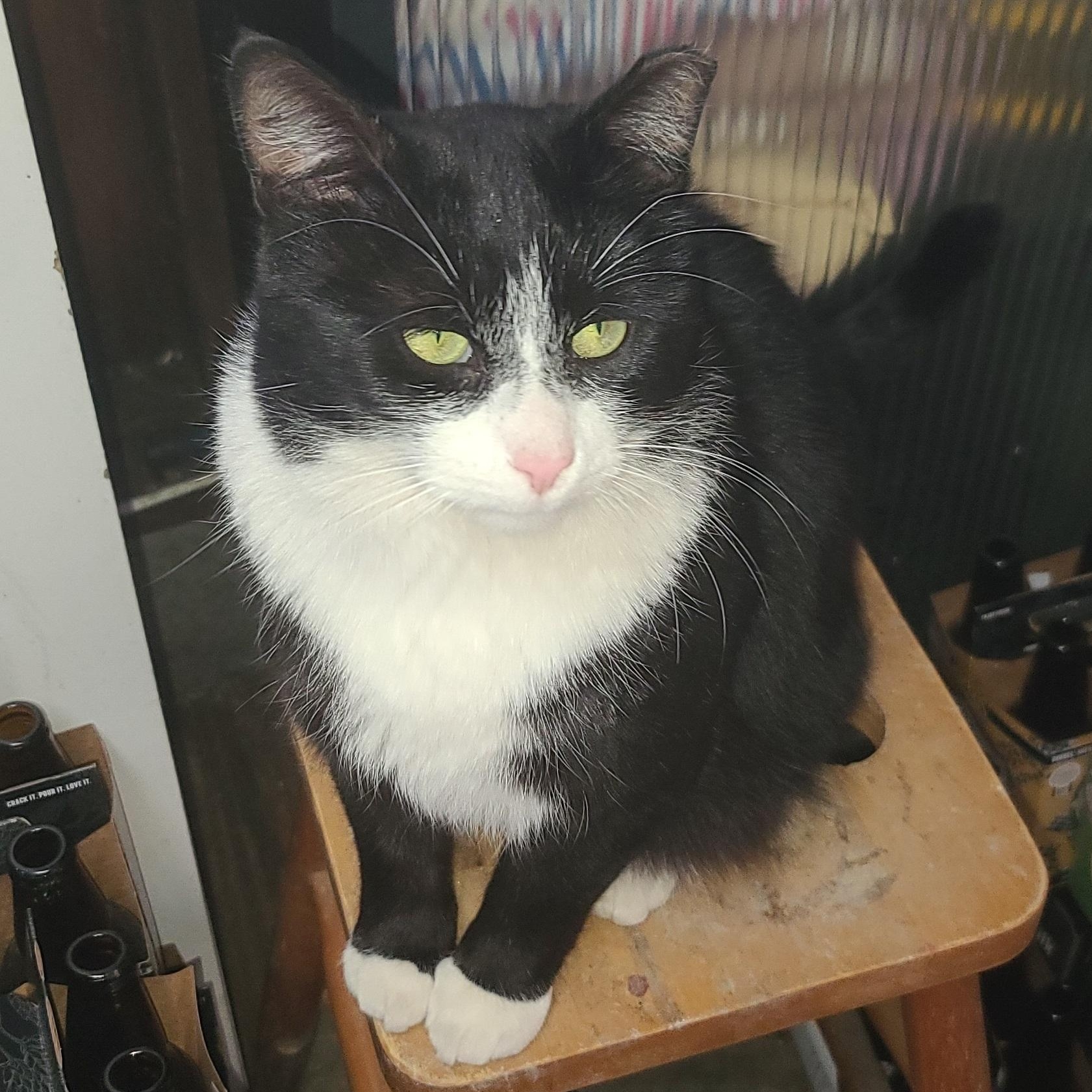 Enlarge Sylvester Courtesy Listing, a ADOPTABLE Domestic Short Hair in Midland, MI image 4/5