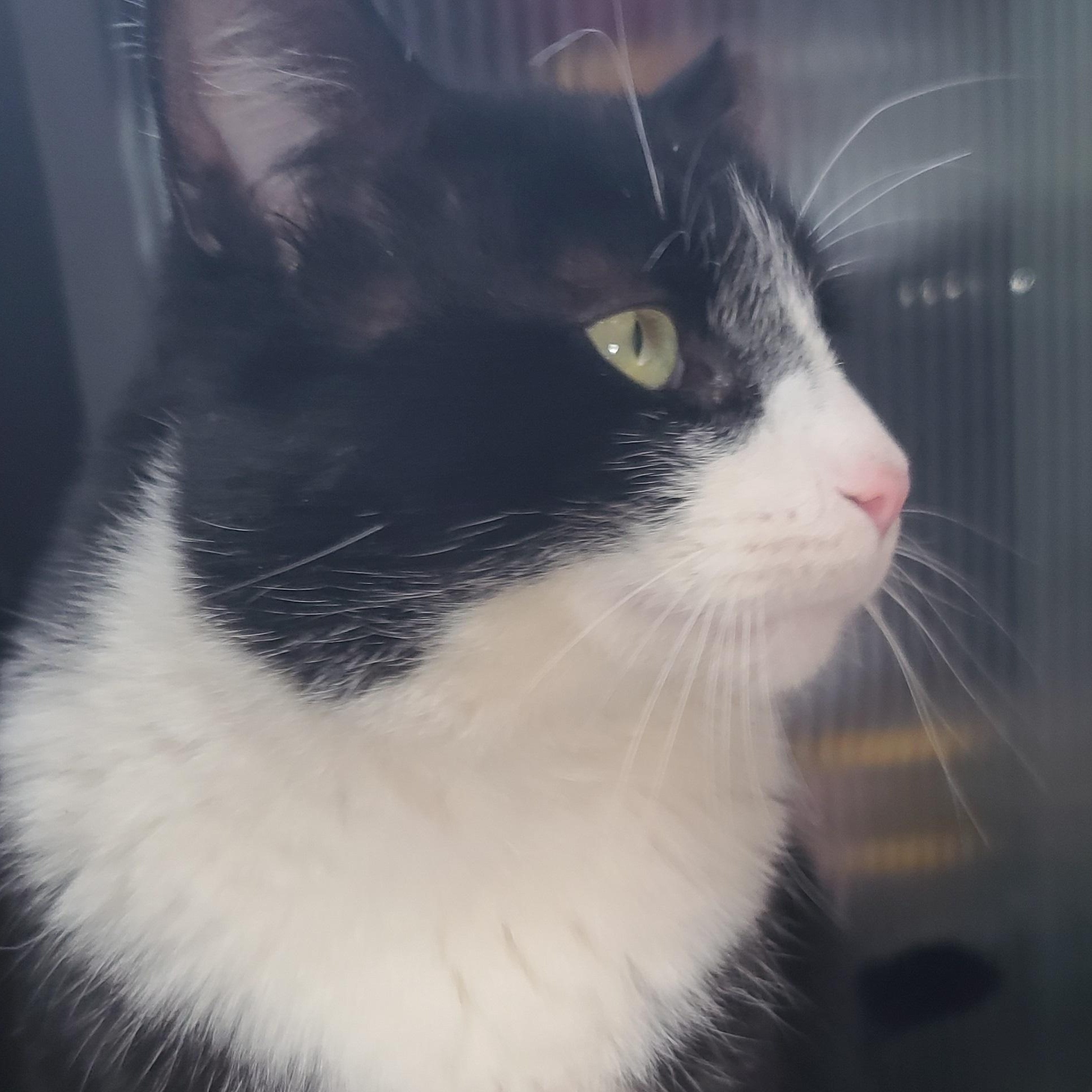 Enlarge Sylvester Courtesy Listing, a ADOPTABLE Domestic Short Hair in Midland, MI image 2/5