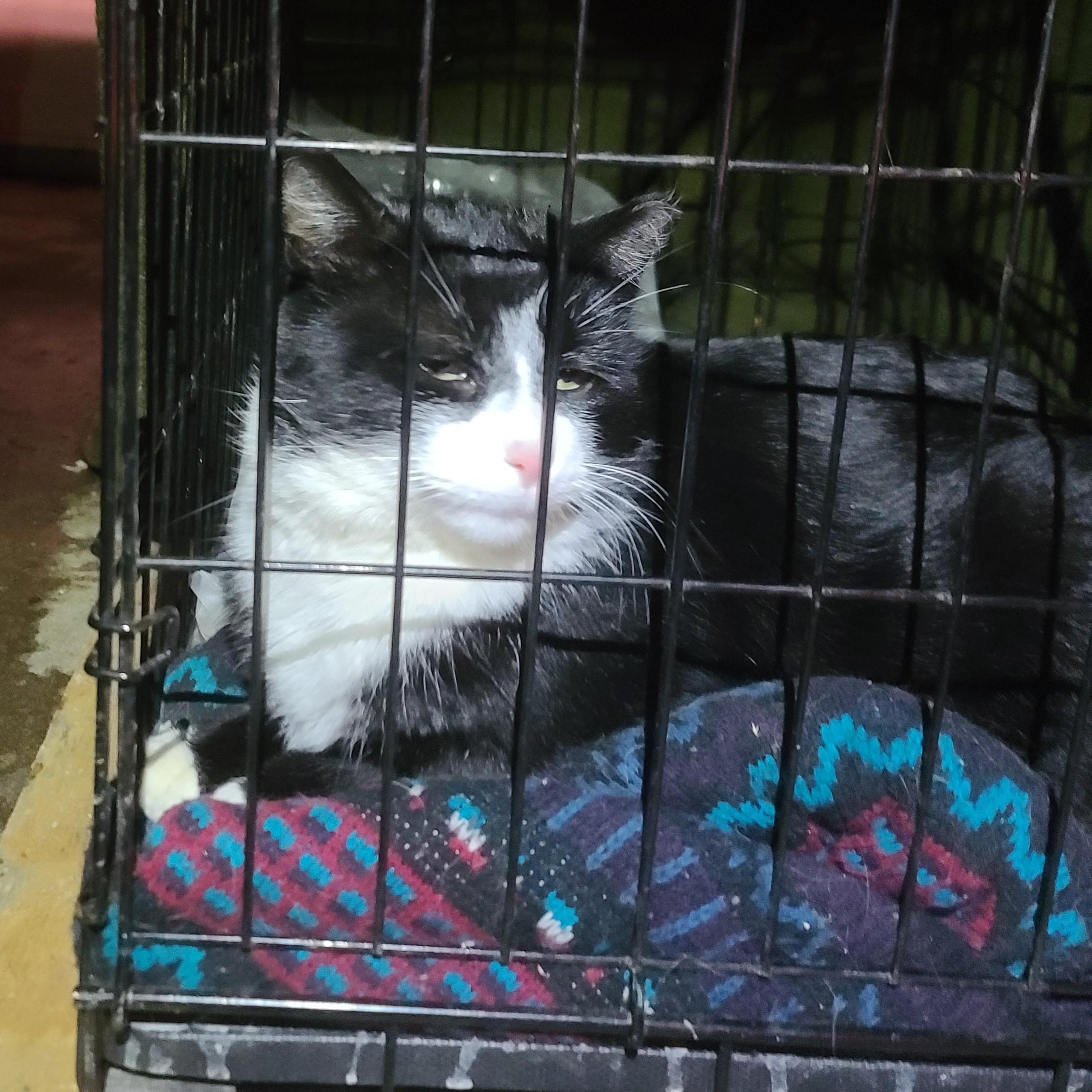 Enlarge Sylvester Courtesy Listing, a ADOPTABLE Domestic Short Hair in Midland, MI image 5/5