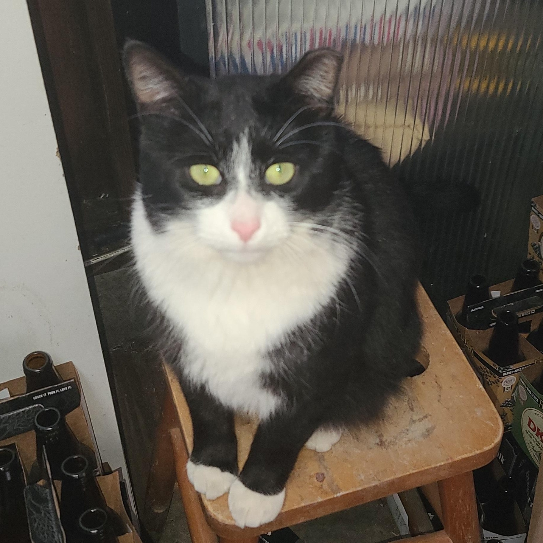 Enlarge Sylvester Courtesy Listing, a ADOPTABLE Domestic Short Hair in Midland, MI image 1/5